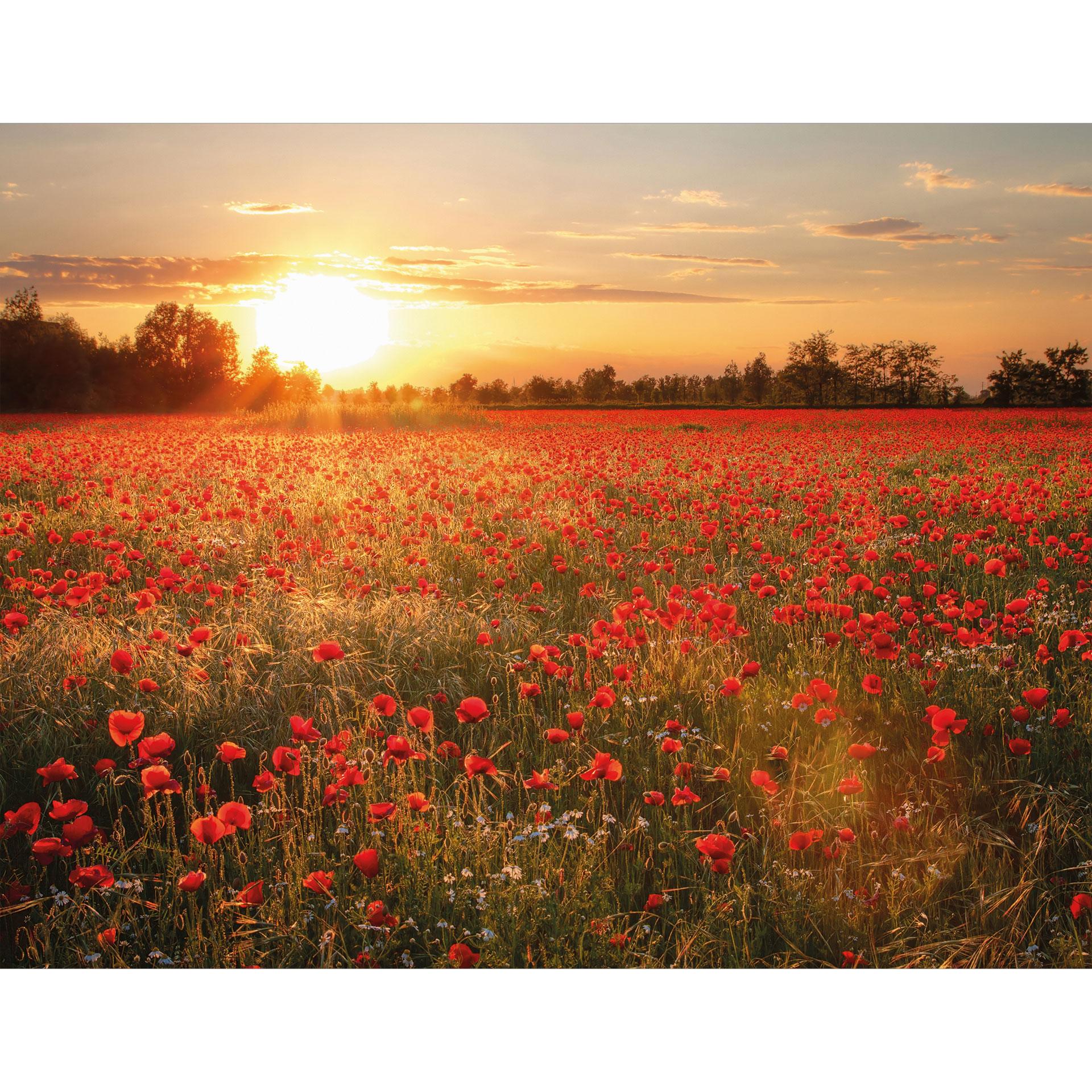 Fototapete Mohnfeld im Sonnenuntergang