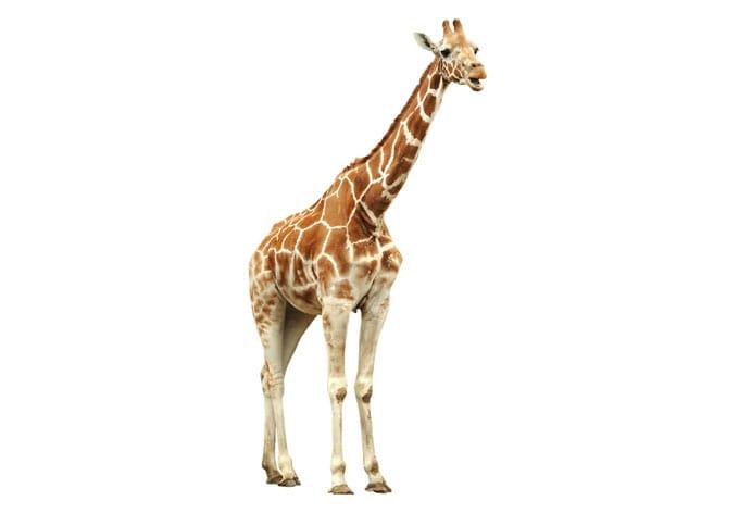 Fensterbild Real Giraffe