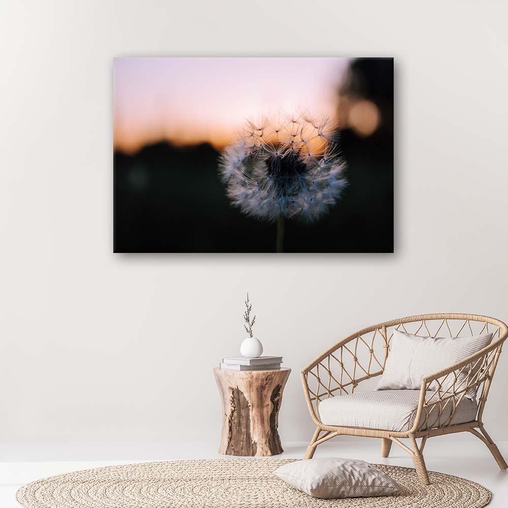 Canvasbillede, Mælkebøtte og solnedgang