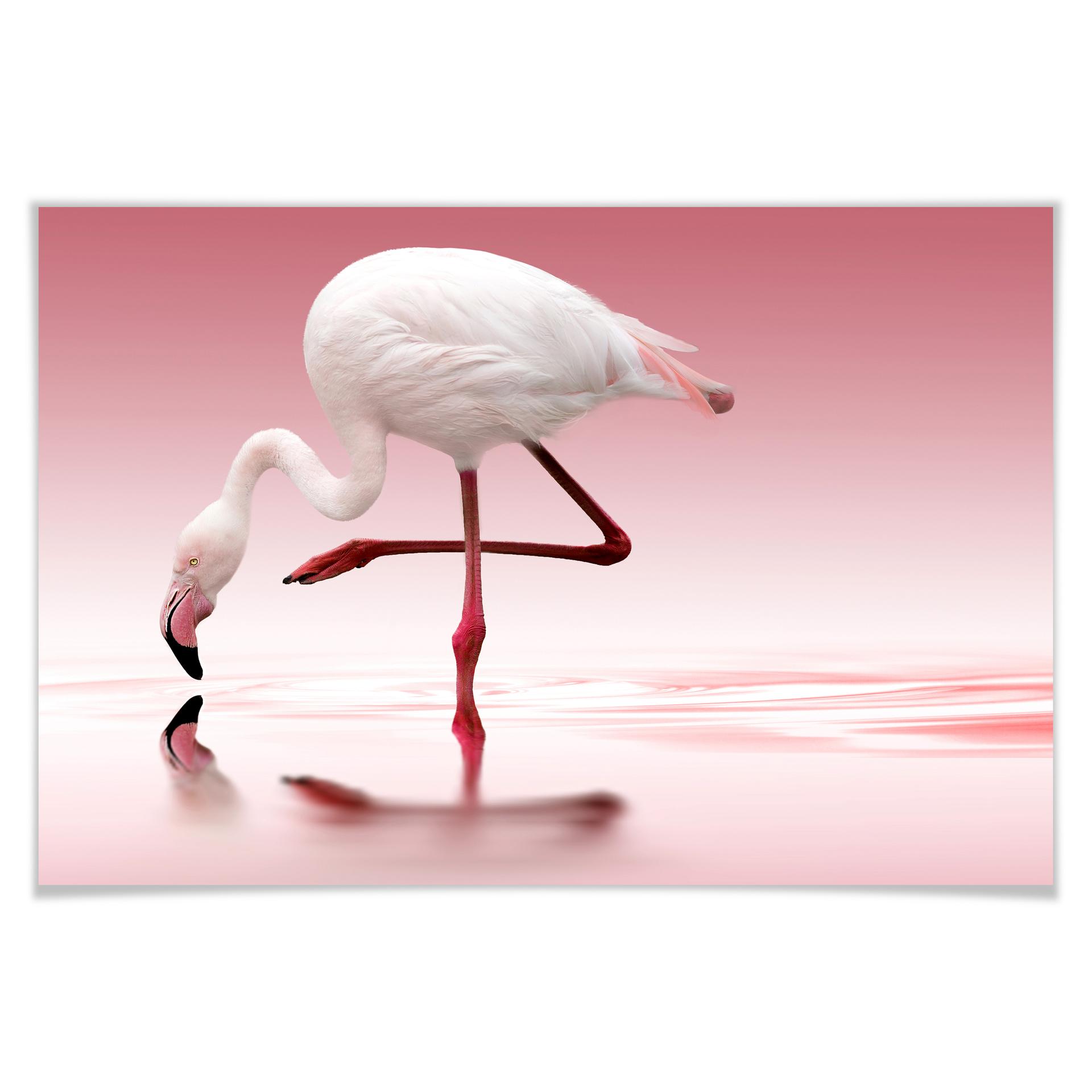 Poster - Reindl - Pink Flamingo