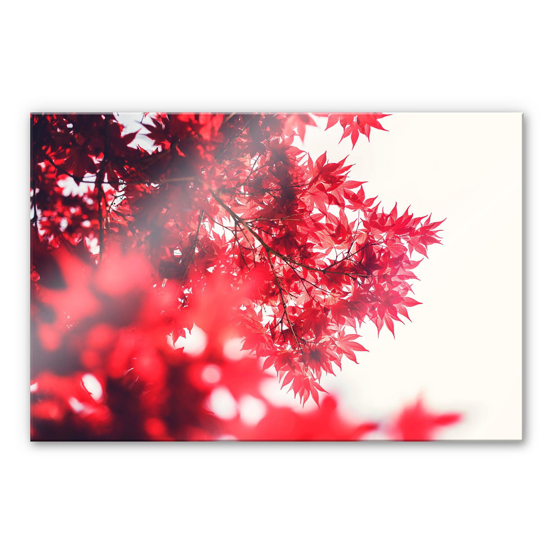 Tableau en verre acrylique - Érable en automne