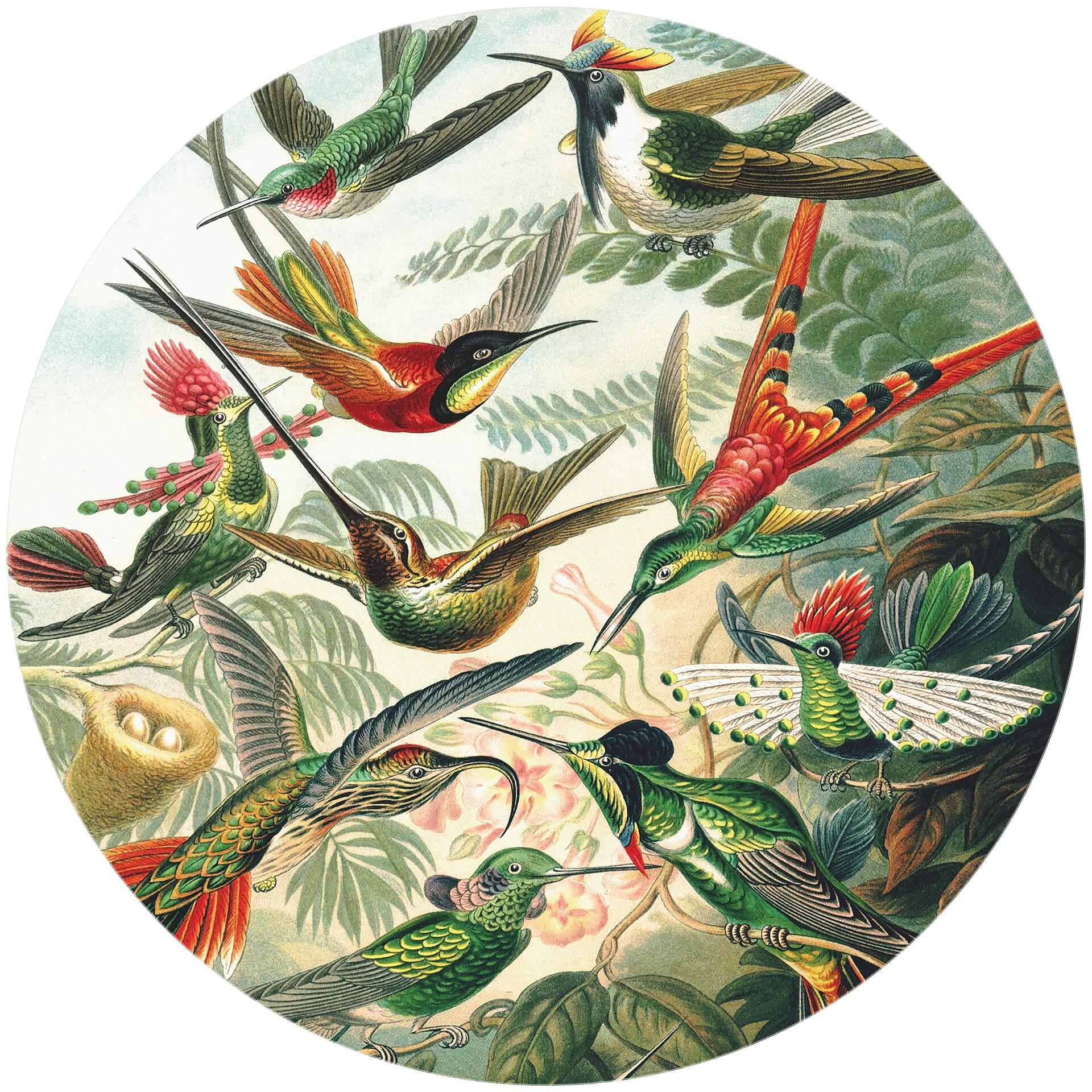 Behangcirkel Haeckel - Kolibries - vliesbehang/zelfklevend vliesbehang