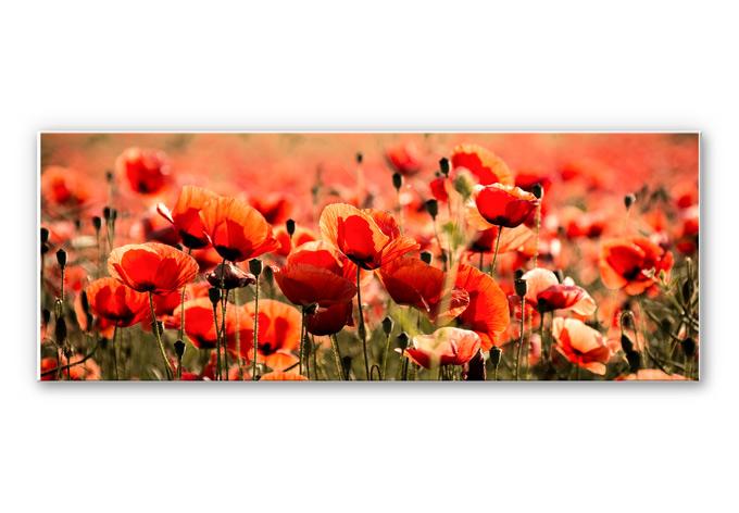 Wandbild Poppy Field - Panorama