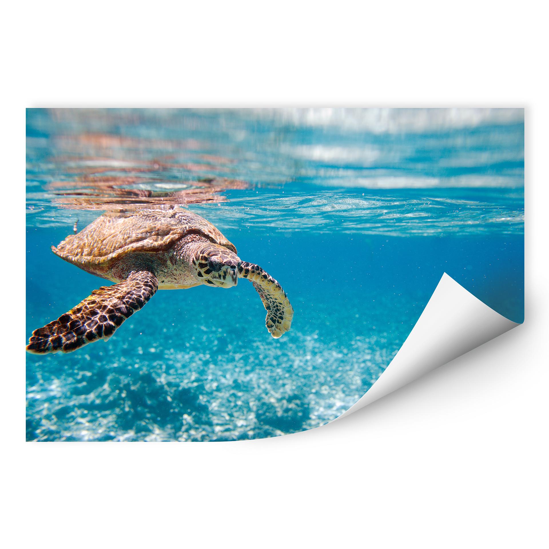 Zelfklevende Poster - Traveling Turtles