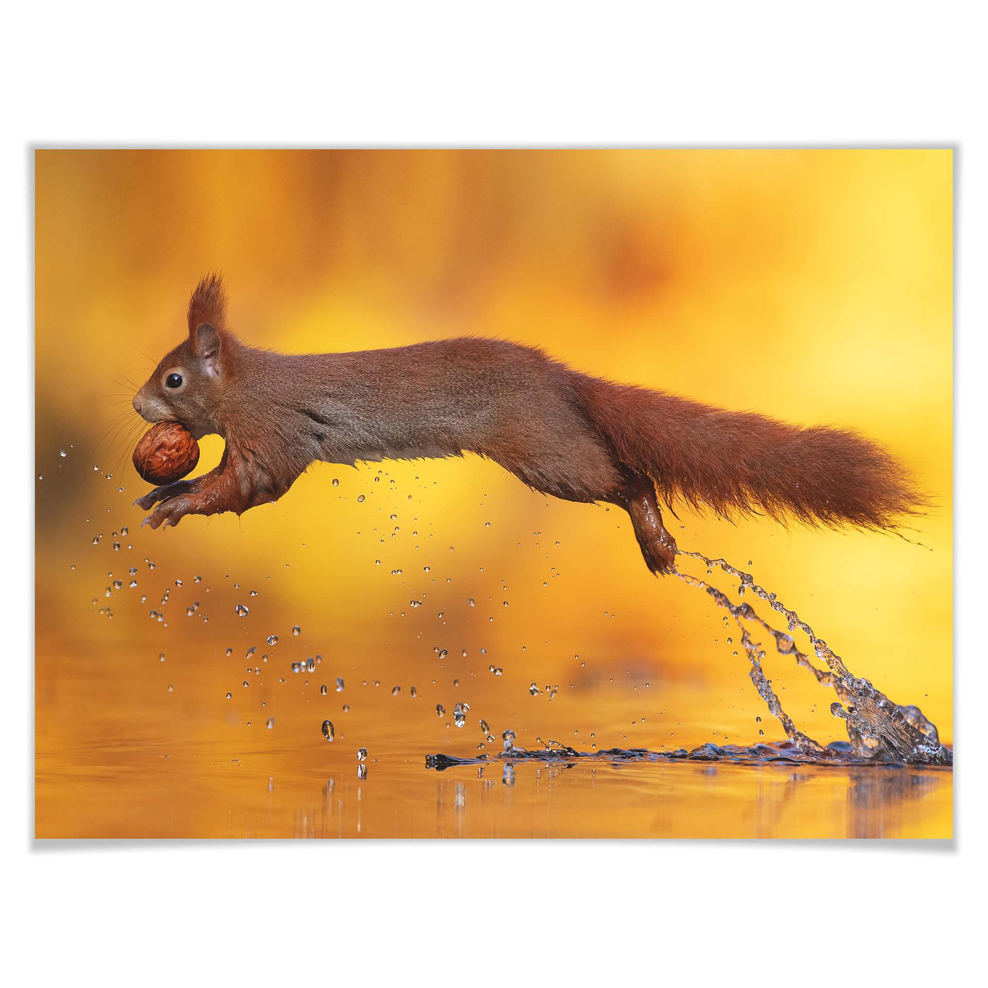 Póster van Duijn - Ardilla saltando