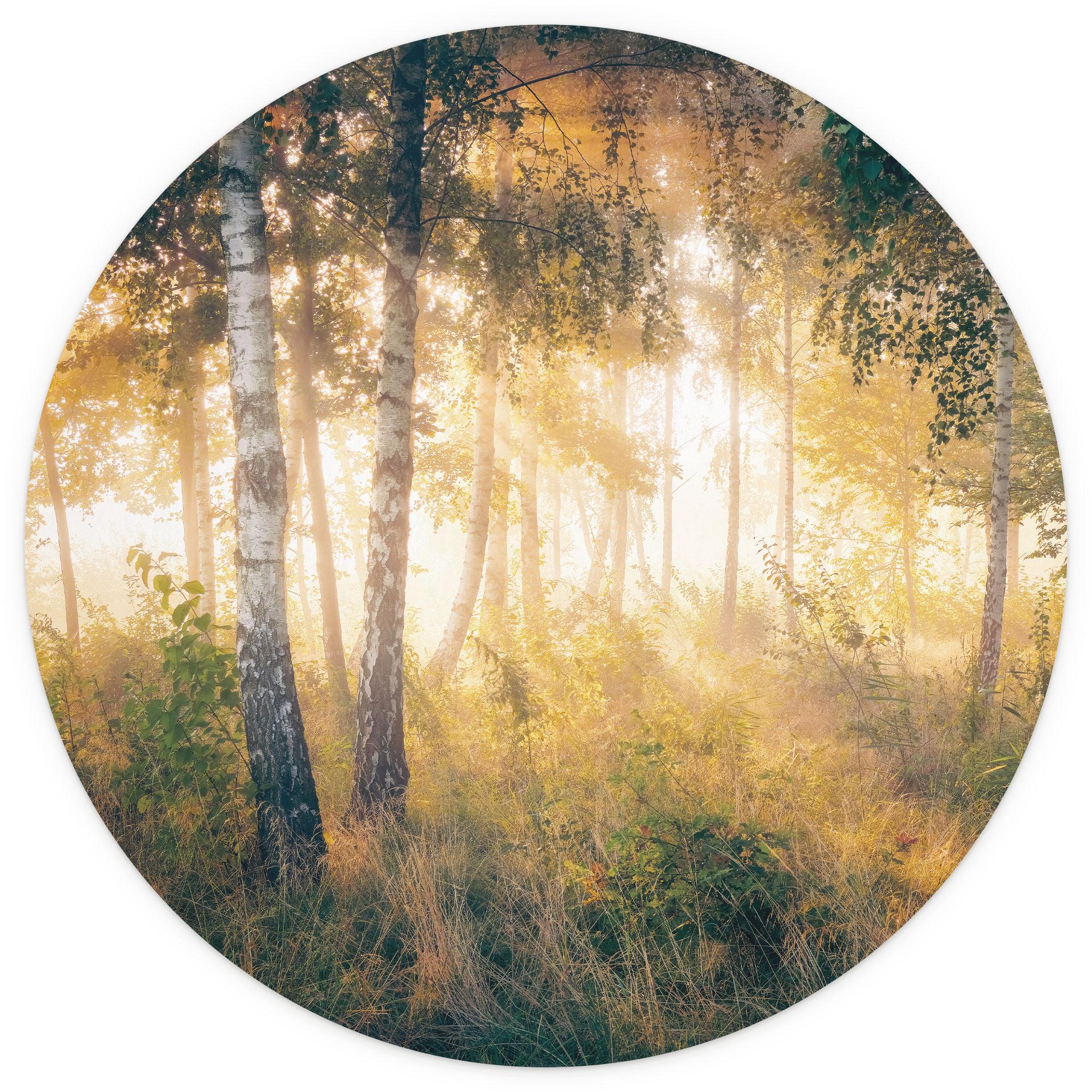 Behangcirkel Zonneschijn in het berkenbos - Kado - vliesbehang/zelfklevend vliesbehang