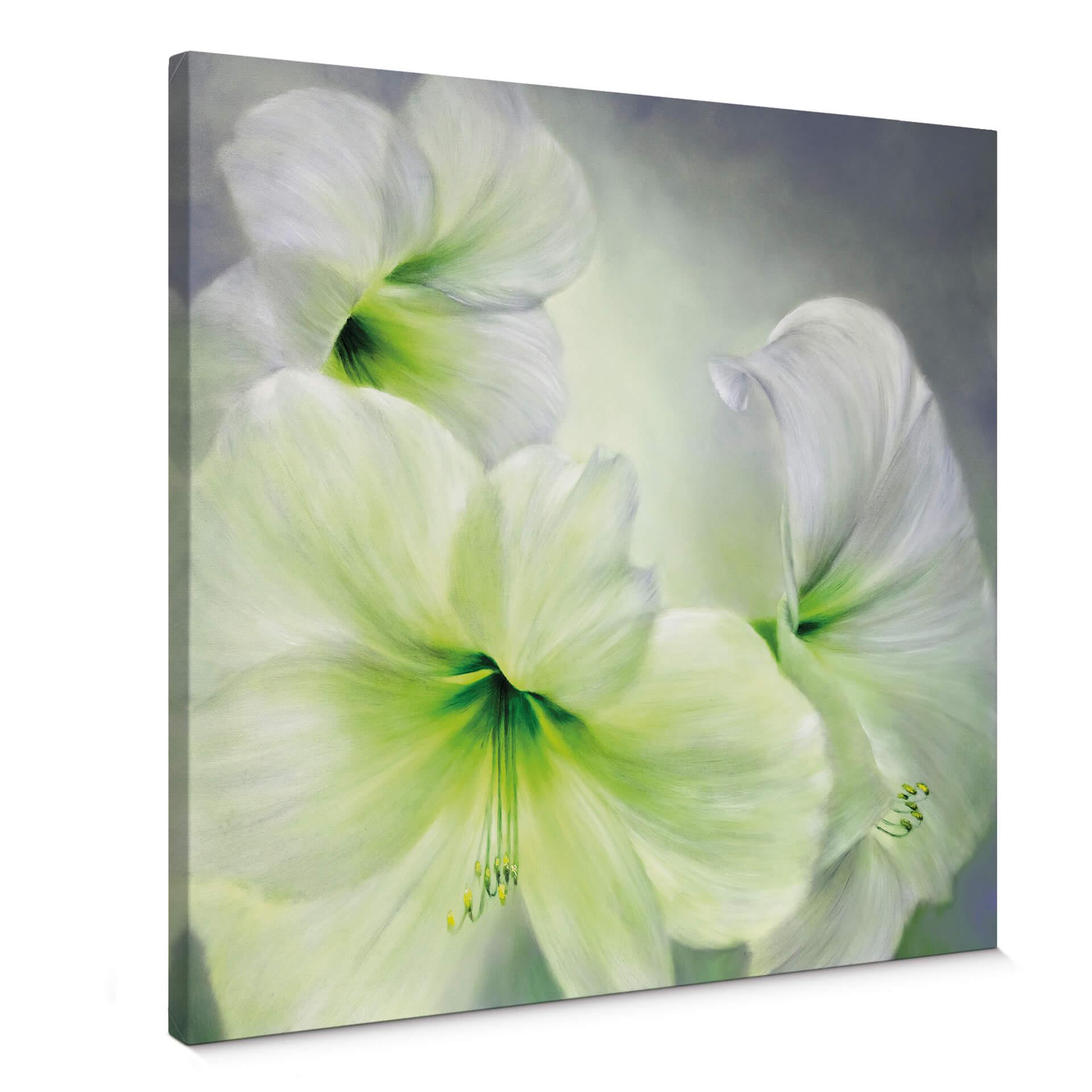 Schmucker dukbild - Vit amaryllis
