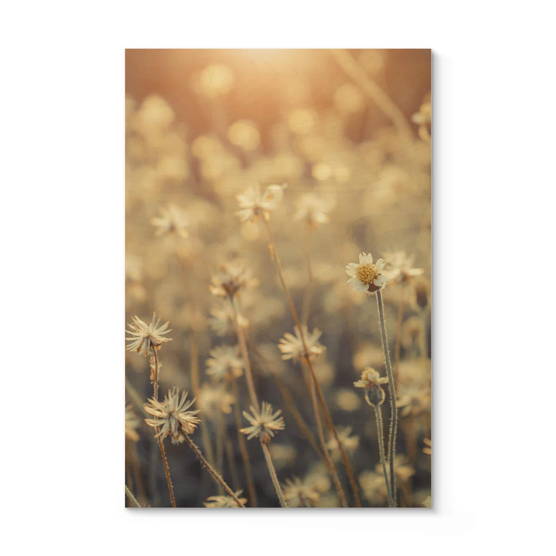 Træbillede - mexicansk marguerit - Nærbillede