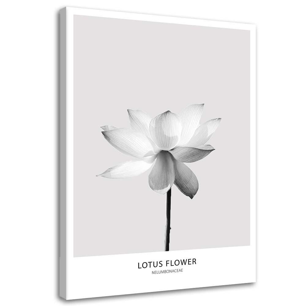 Canvasbillede, Hvid lotusblomst