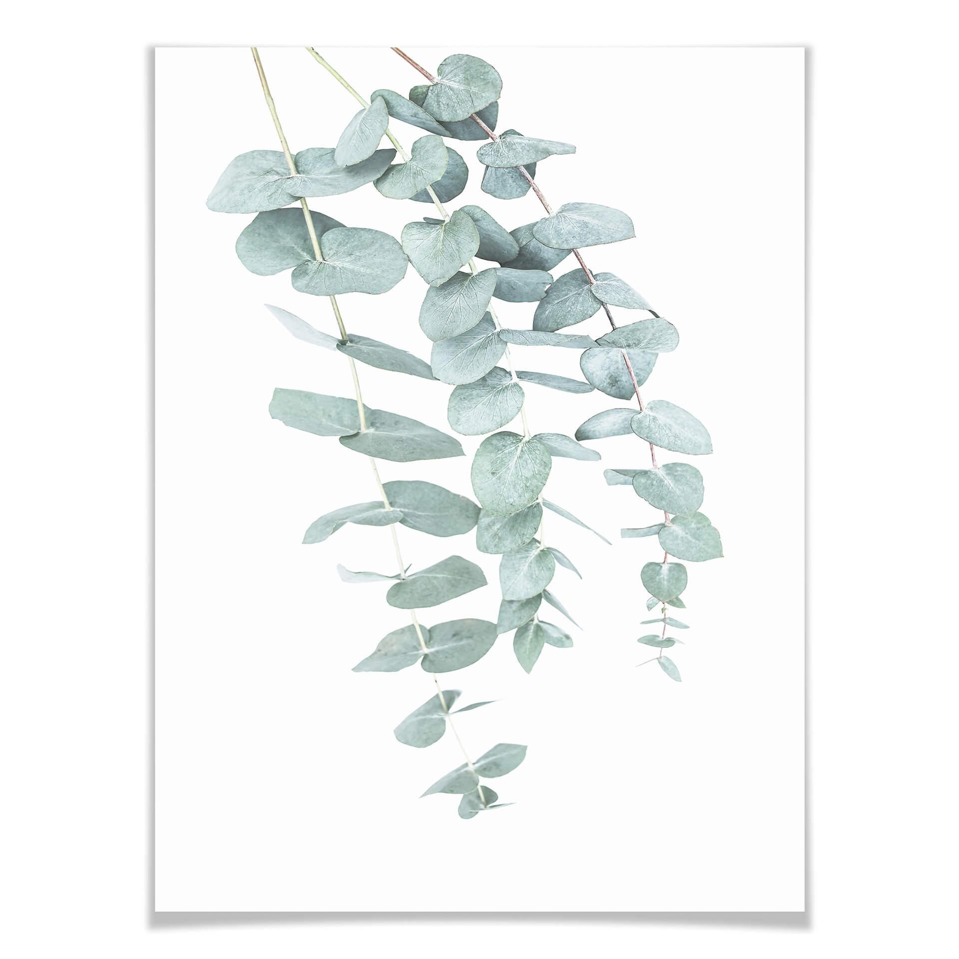 Plakat - Sisi & Seb - Eukalyptus: flere grene