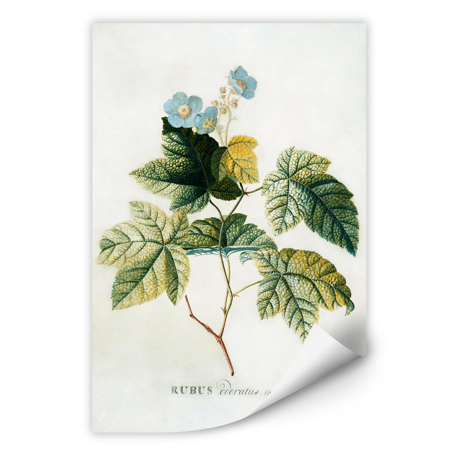 Wallprint W - Ehret - Rubus