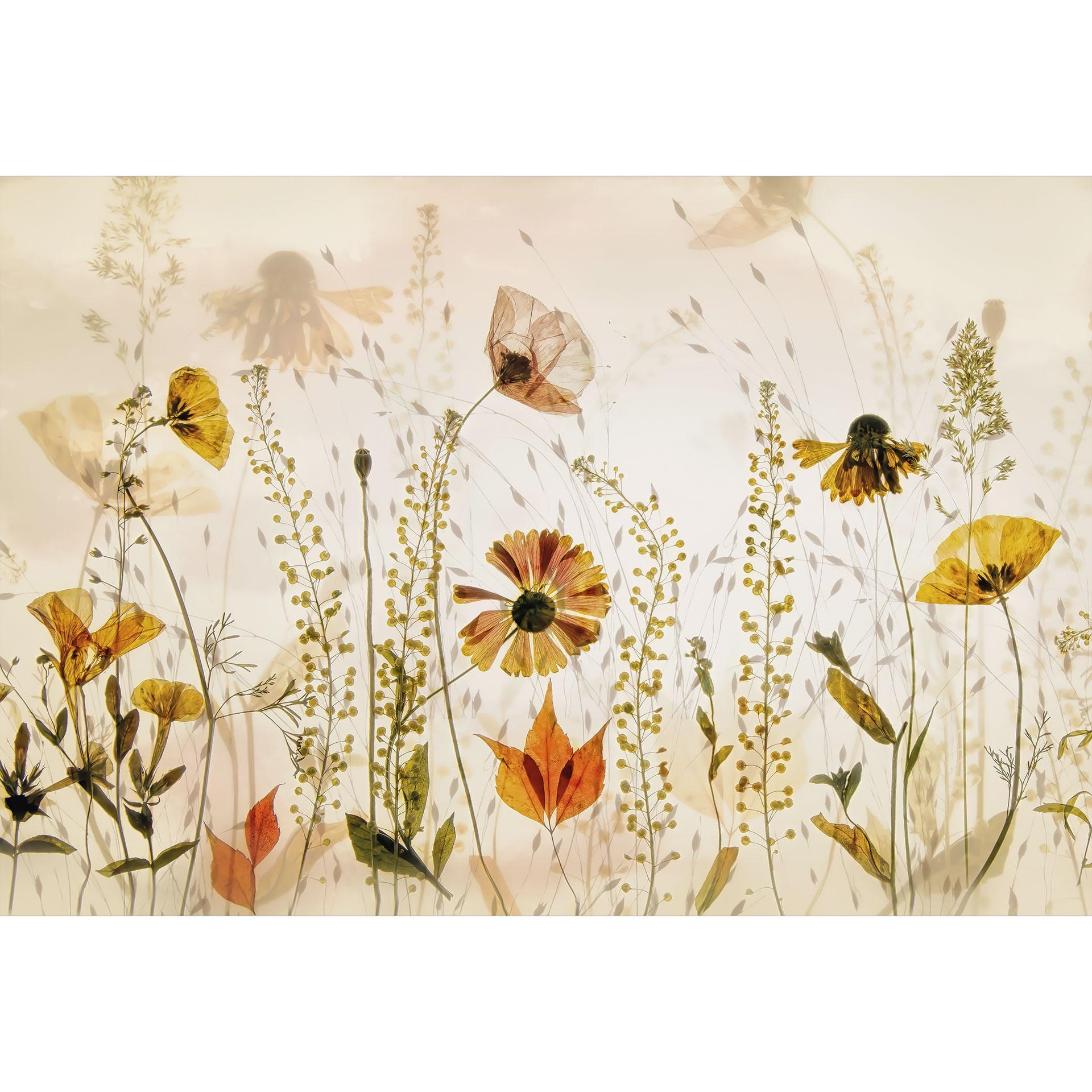 Vilde engblomster i sollys | Blomstertapet - Talen