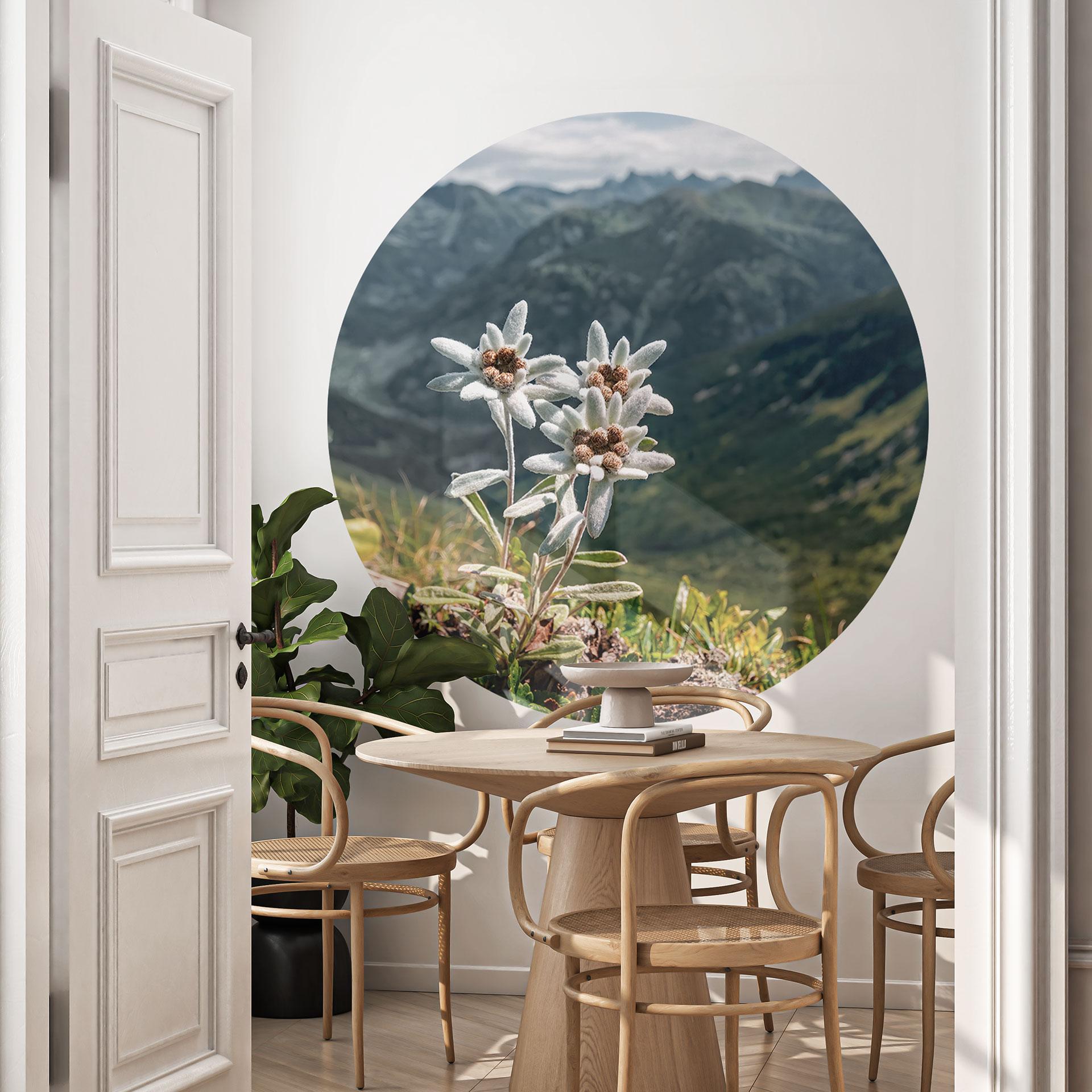 Wall Sticker Hvid alpin edelweiss på bjerget