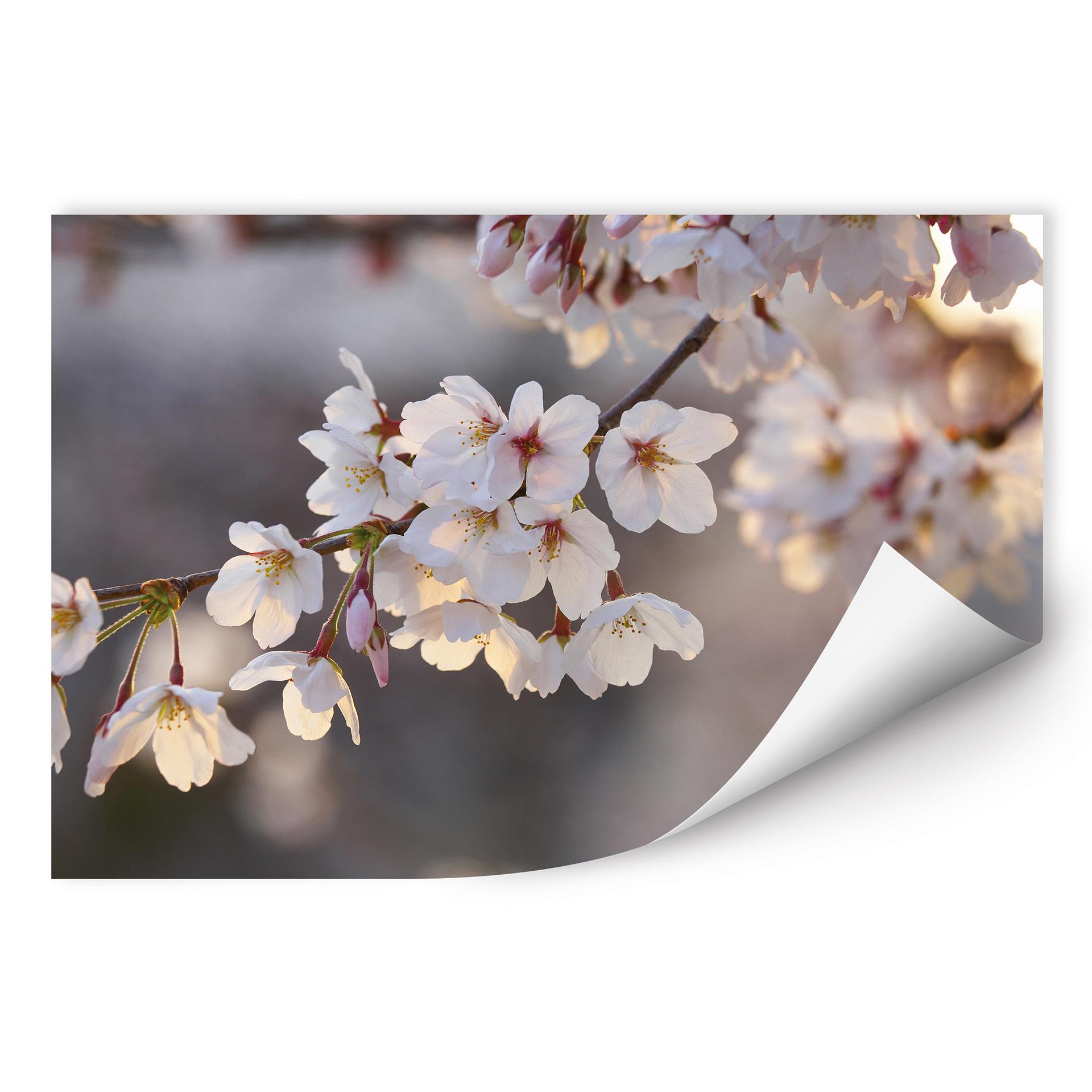Poster autocollant - W - Branches de Cerisier Fleuries