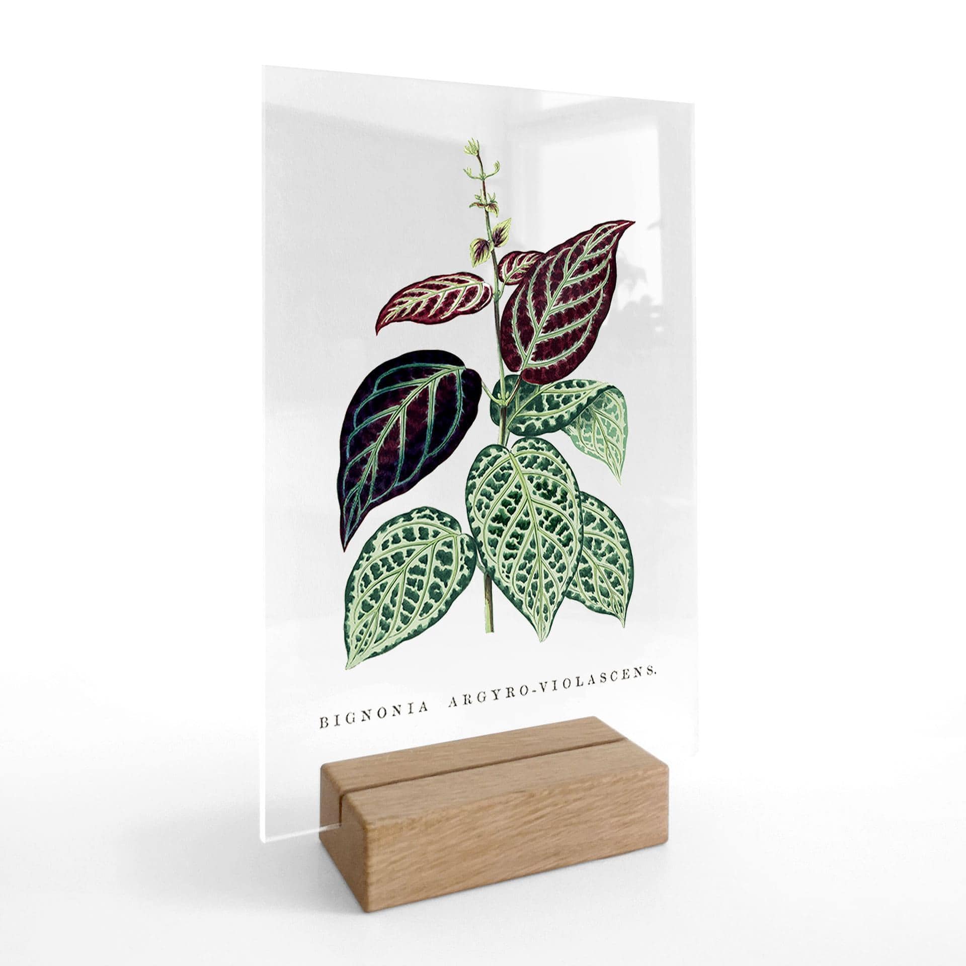 Akrylglas borddekoration Illustration af blade - Bignonia Argyro Violascea