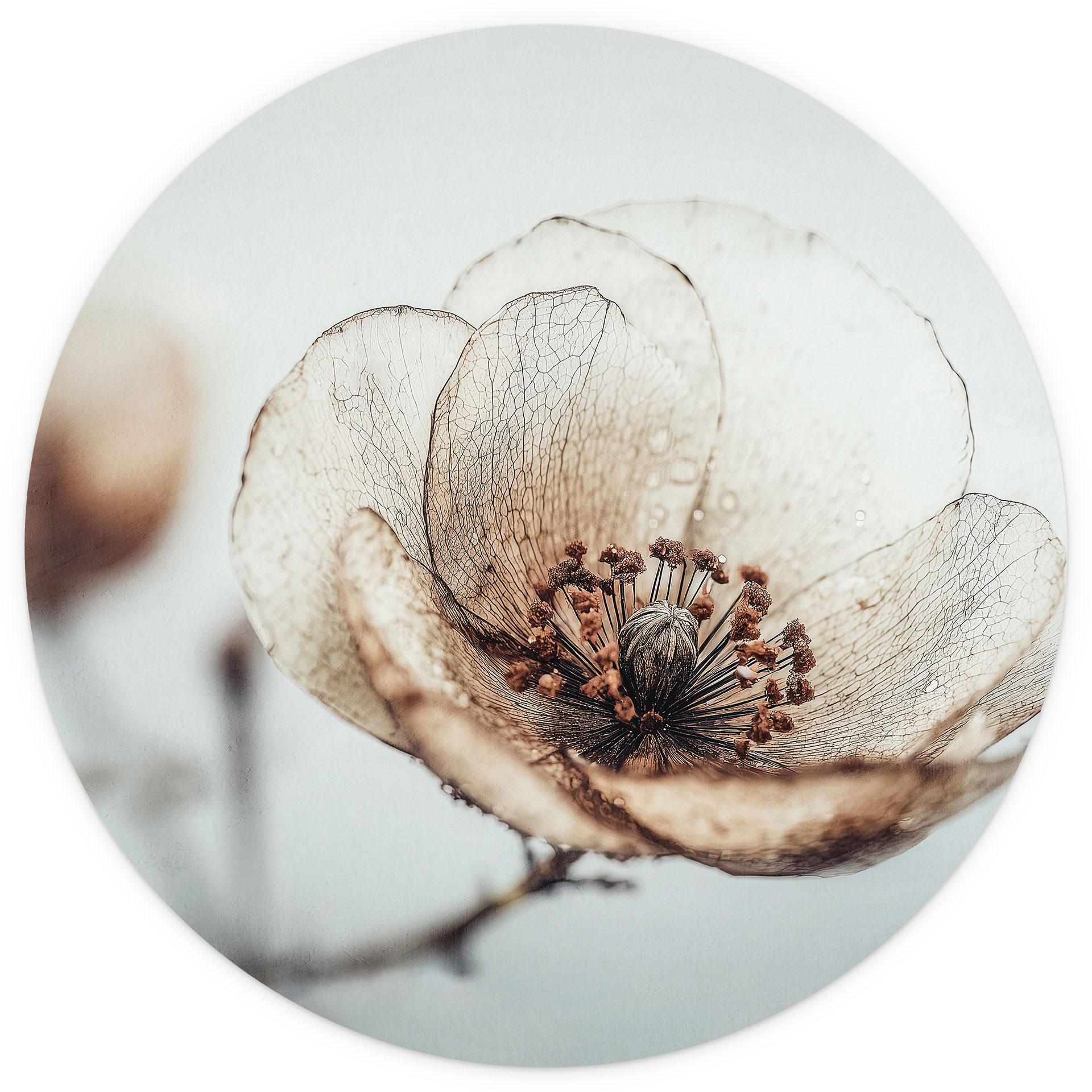Bloemenbehang droog bloesem beige natuur poëzie - Treechild - rond - zelfklevend/niet-geweven