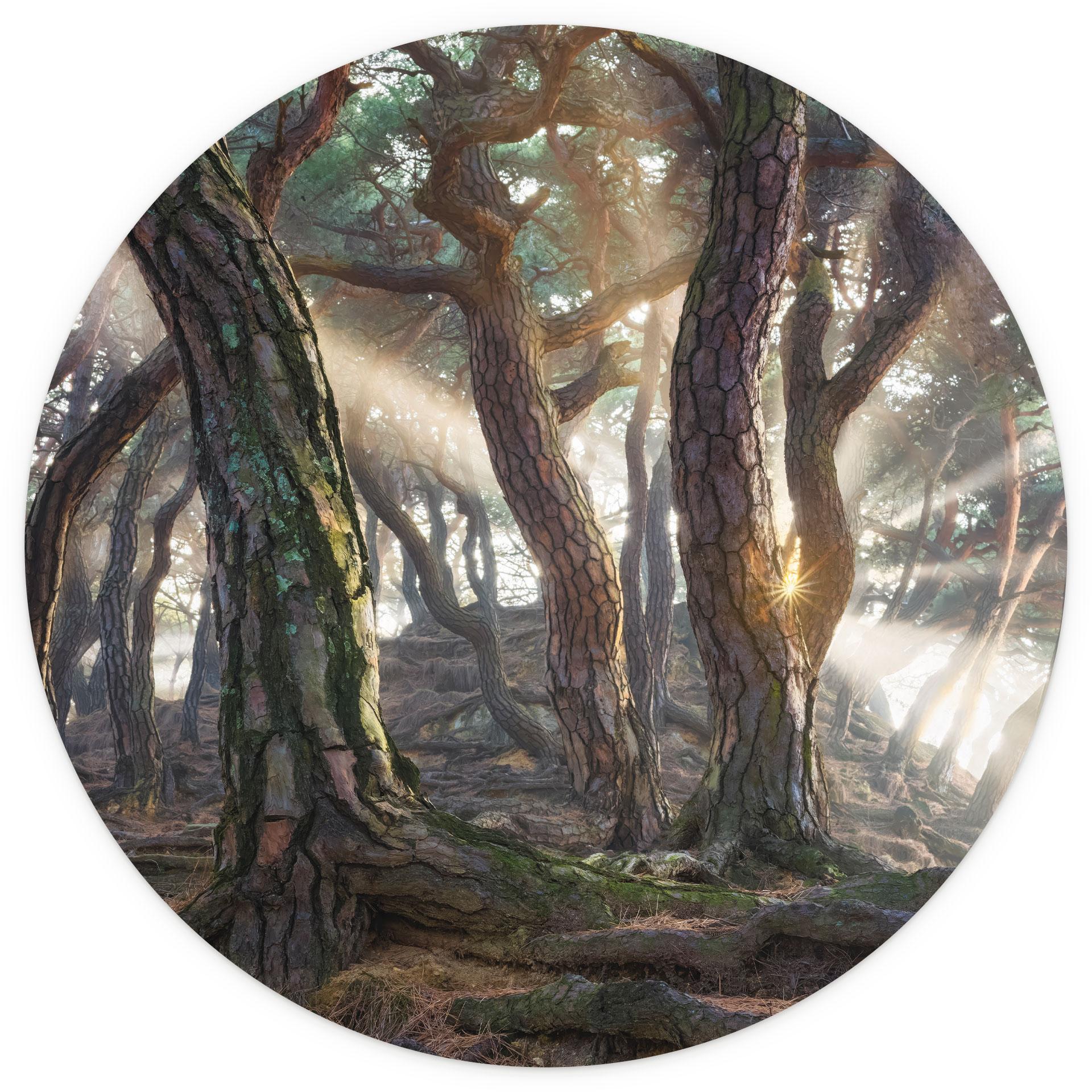 Heilig dennenbos - Ryu - Fotobehang rond - vliesbehang/zelfklevend vliesbehang