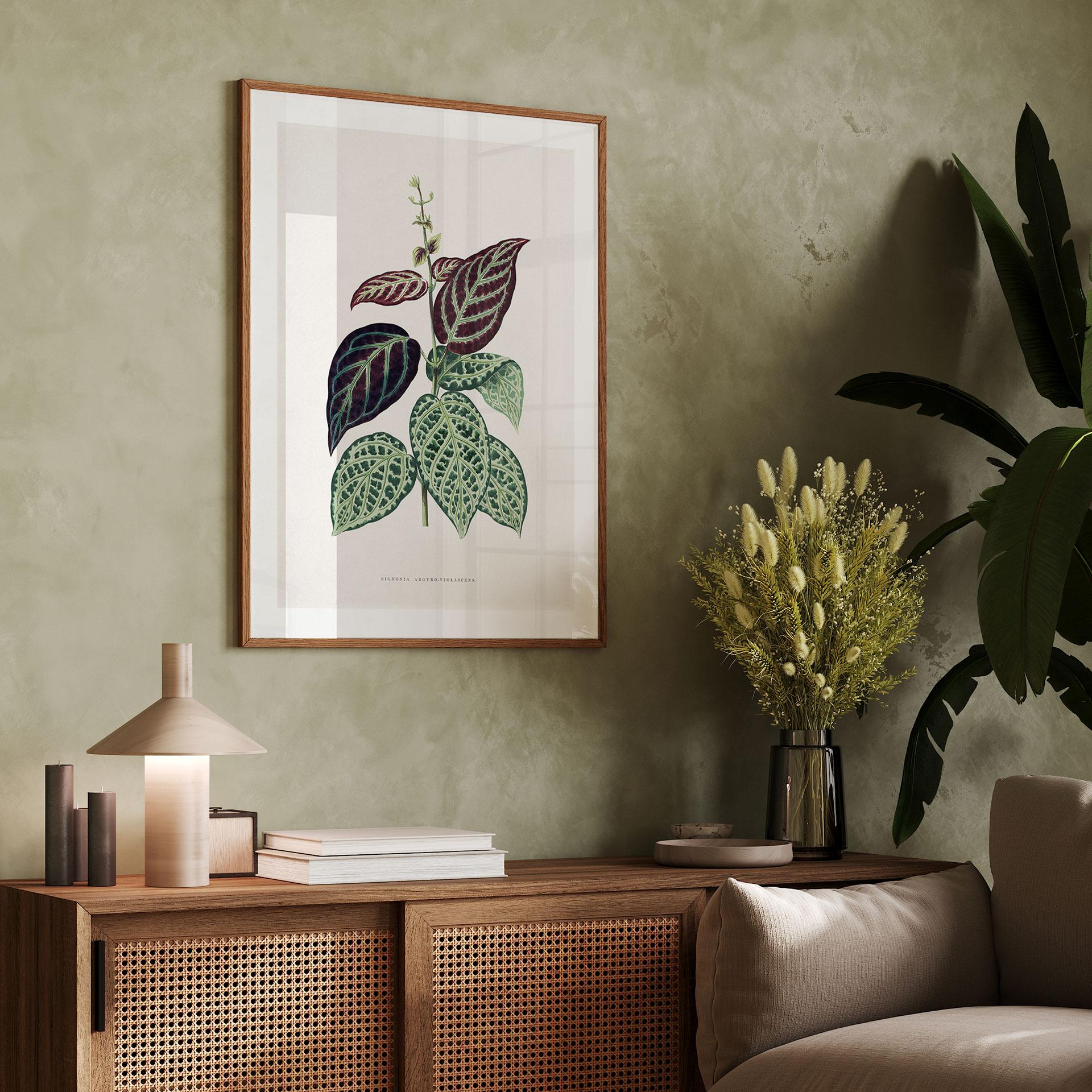 Plakat Illustration af blade - Bignonia Argyro Violascea