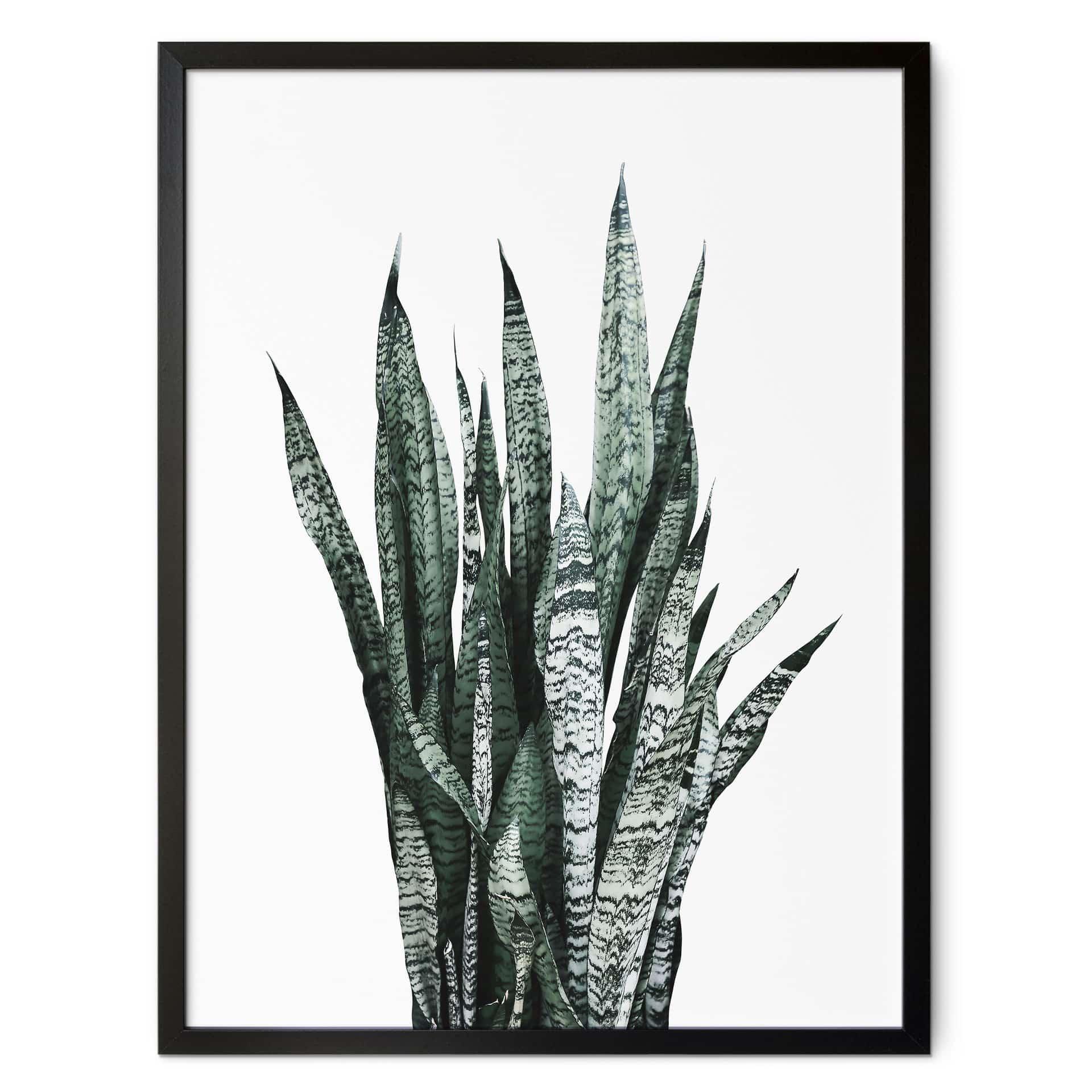 Plakat Plante - Sisi & Seb