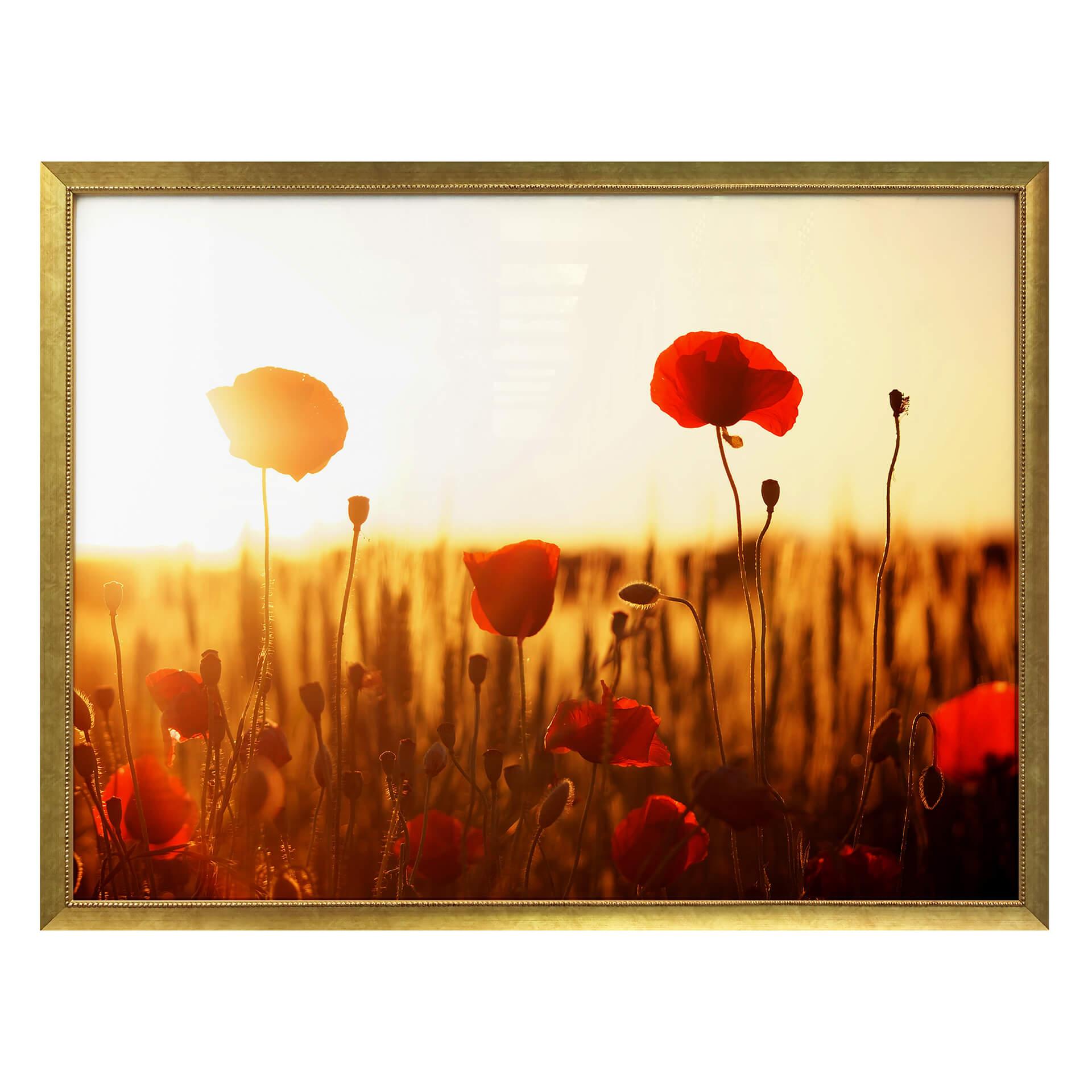 Poster - Coucher de soleil dans champ de coquelicots