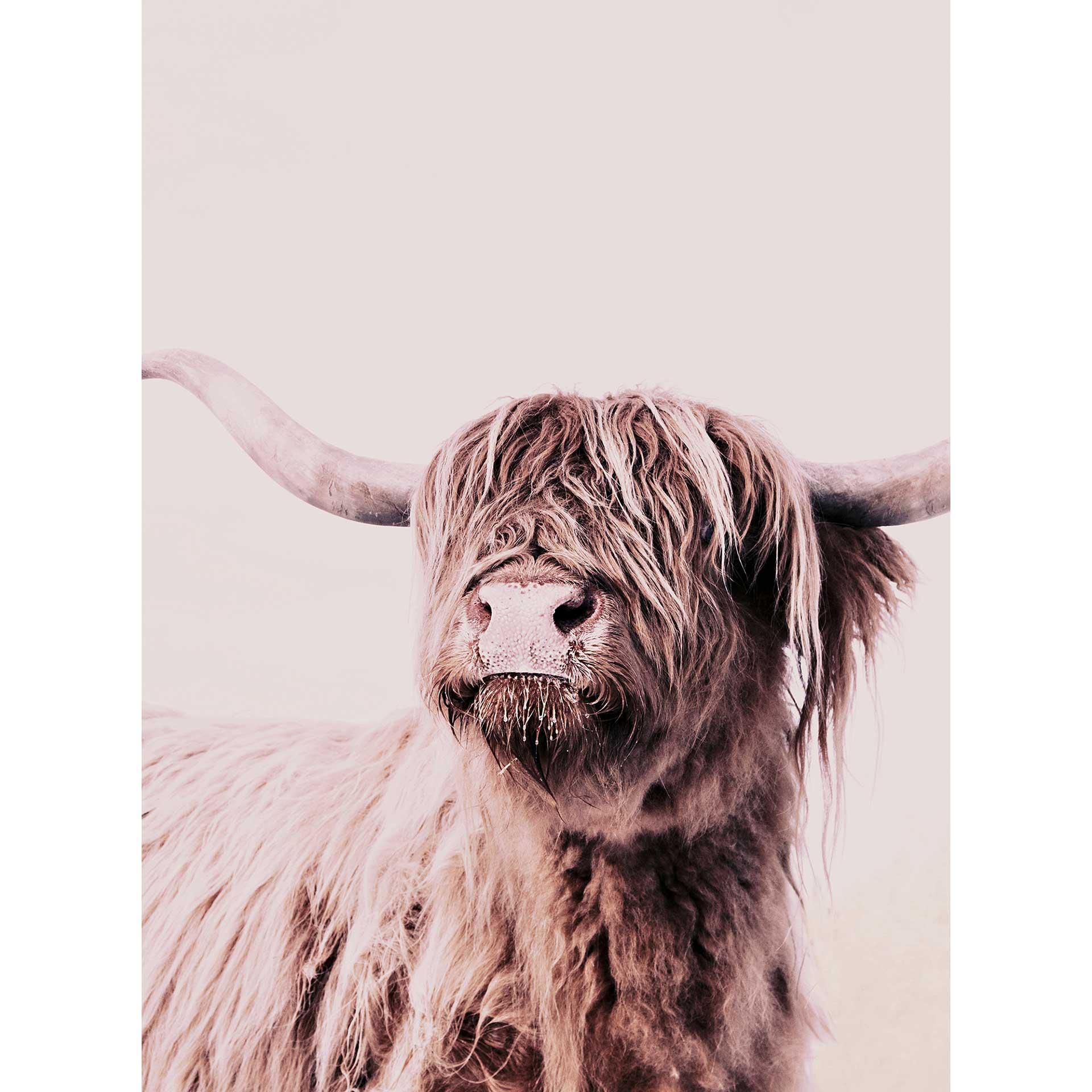 Livingwalls Fotobehang ARTist Highland Cattle