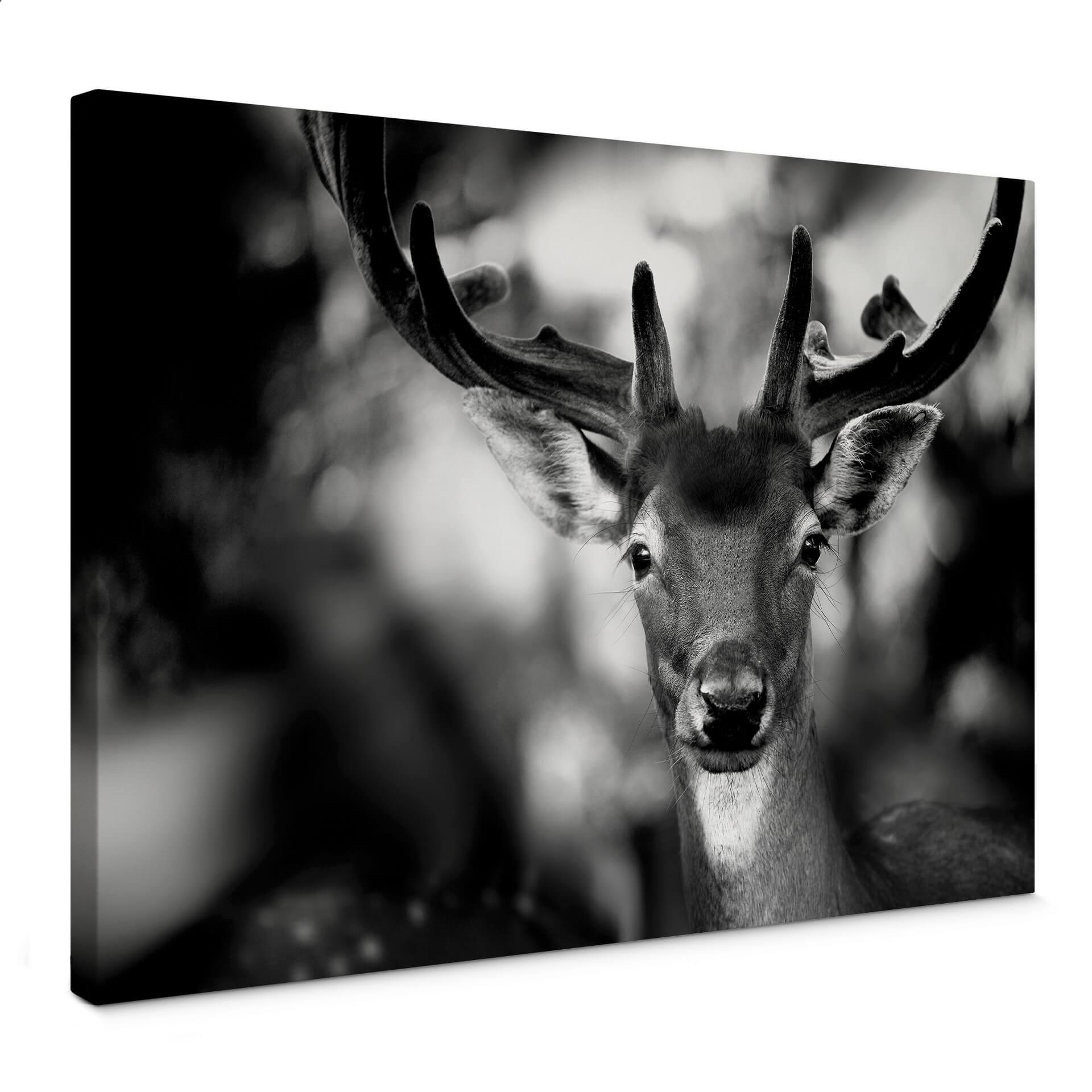 Canvasbillede - Sandra - Young Deer