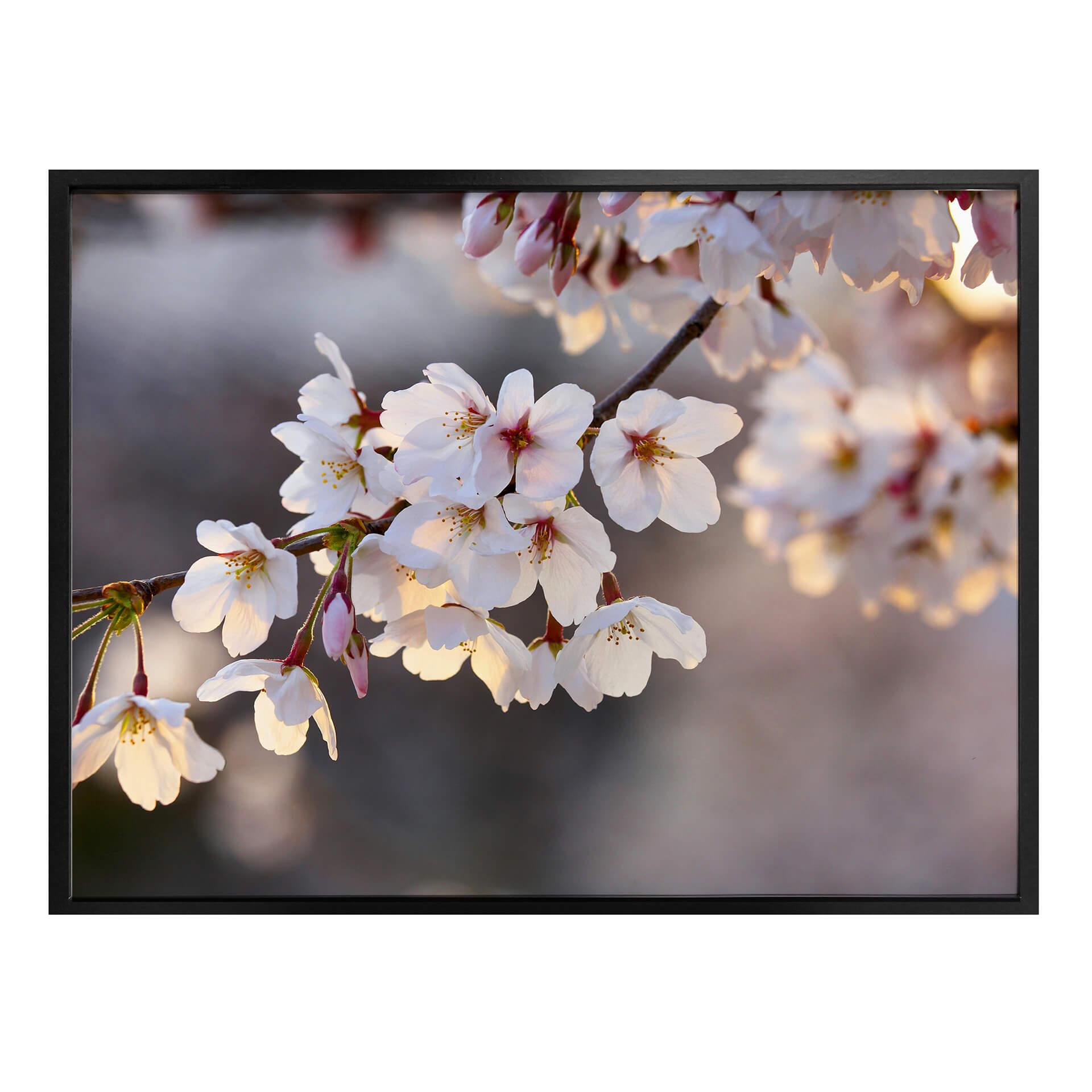 Póster de la rama de cerezo en flor