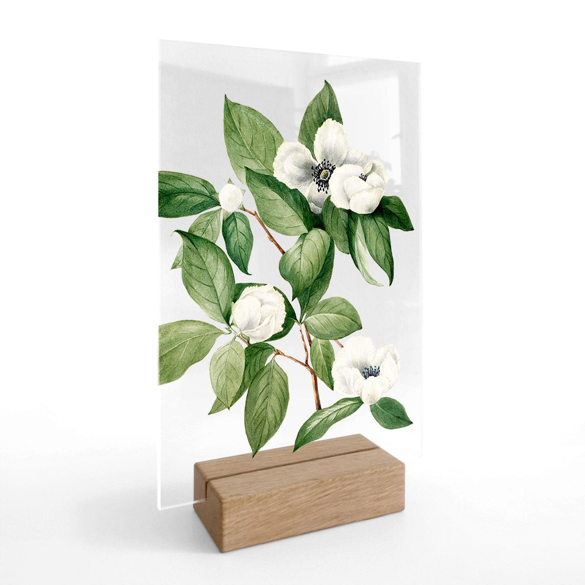 Botanisk illustration af en falsk kamelia på et bord - Walcott