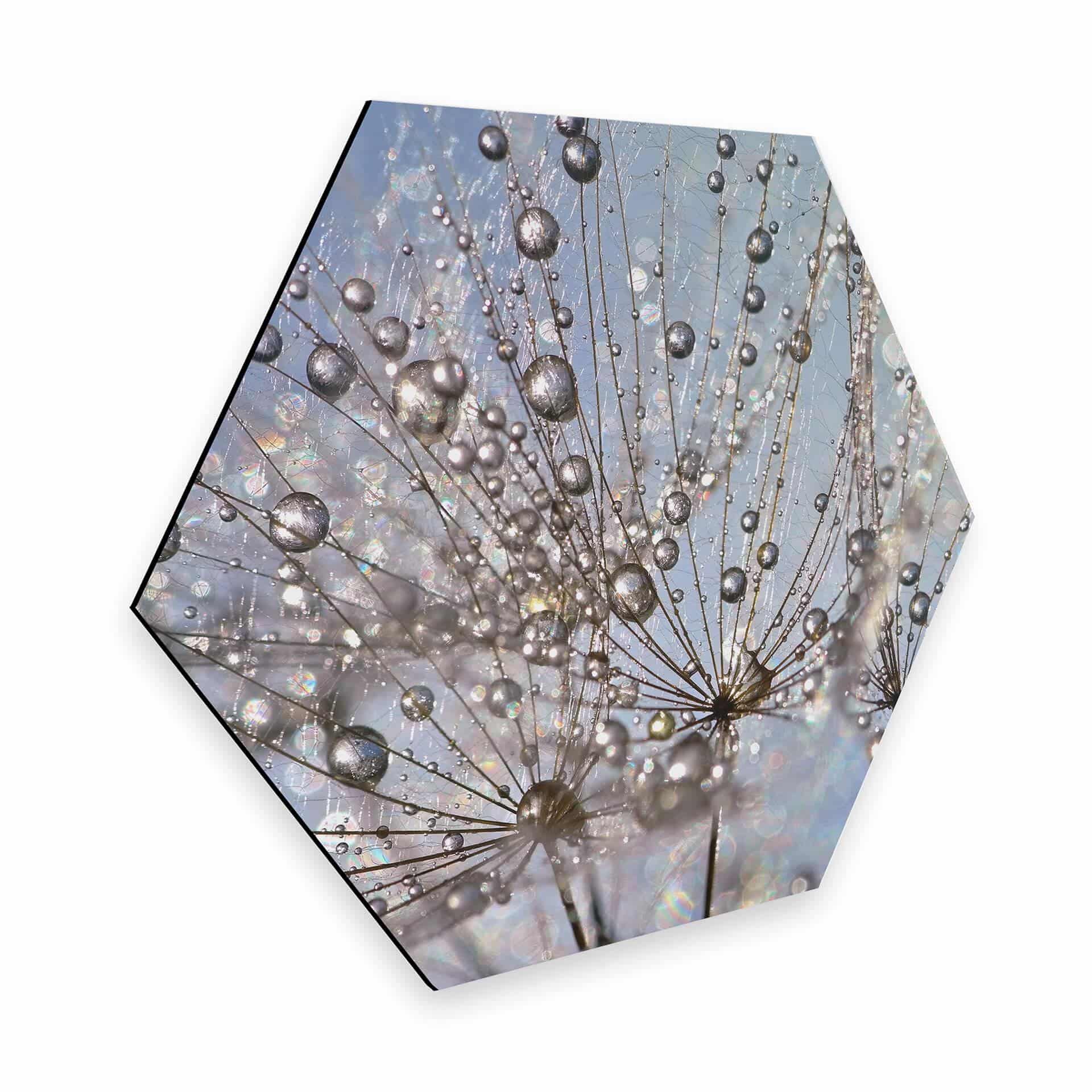 Hexagon - Alu-Dibond Delgado - Waterdrop Dandelion
