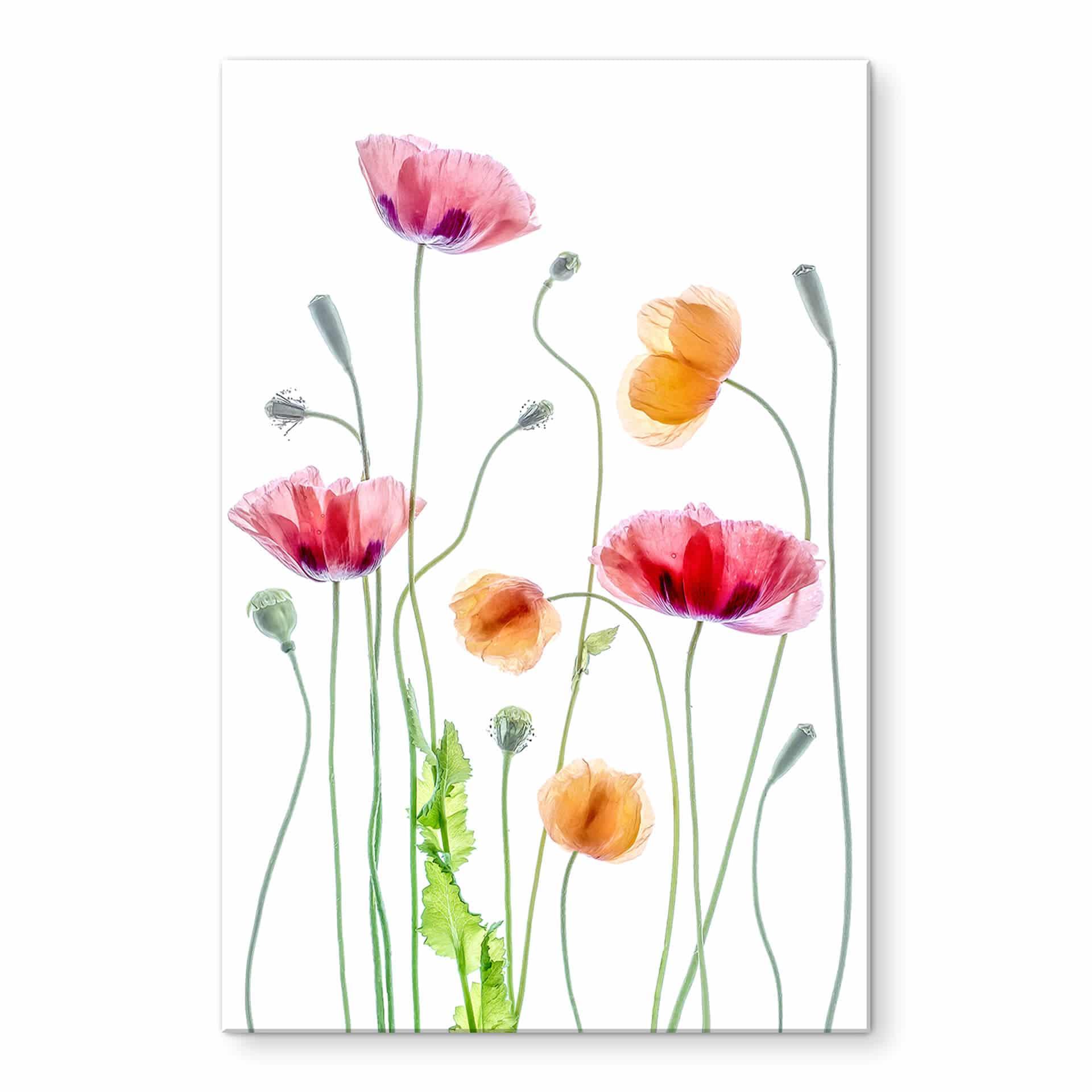 Akrylbillede Disher - Colourful Poppies