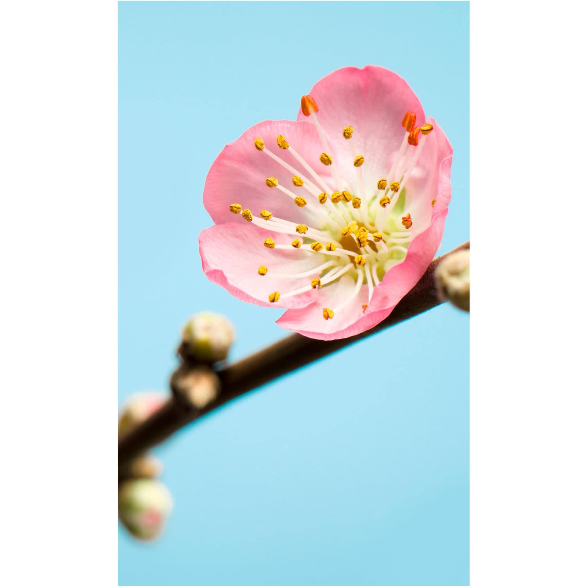 Fotobehang Vliesbehang Peach Blossom
