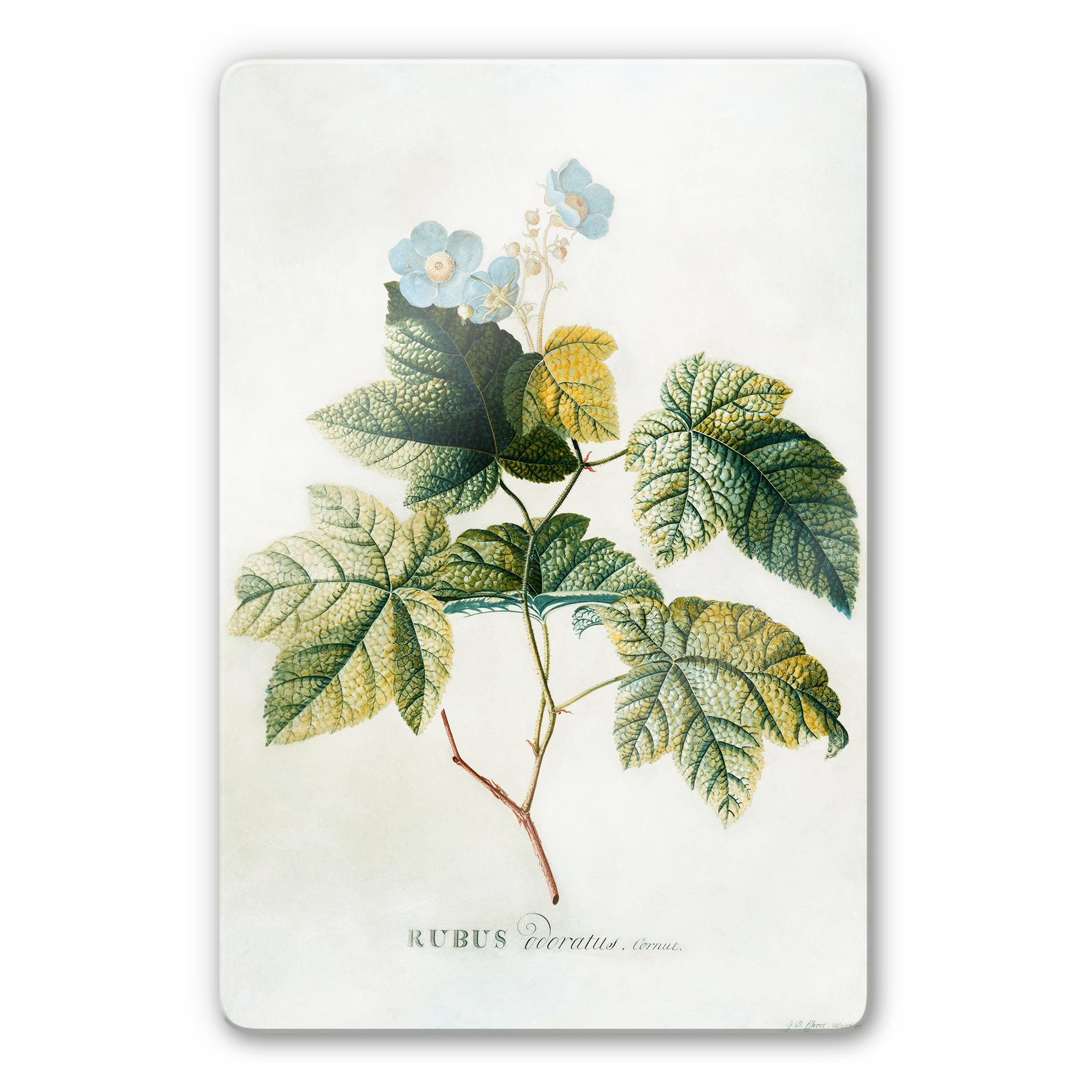 Tableau - Ehret - Rubus