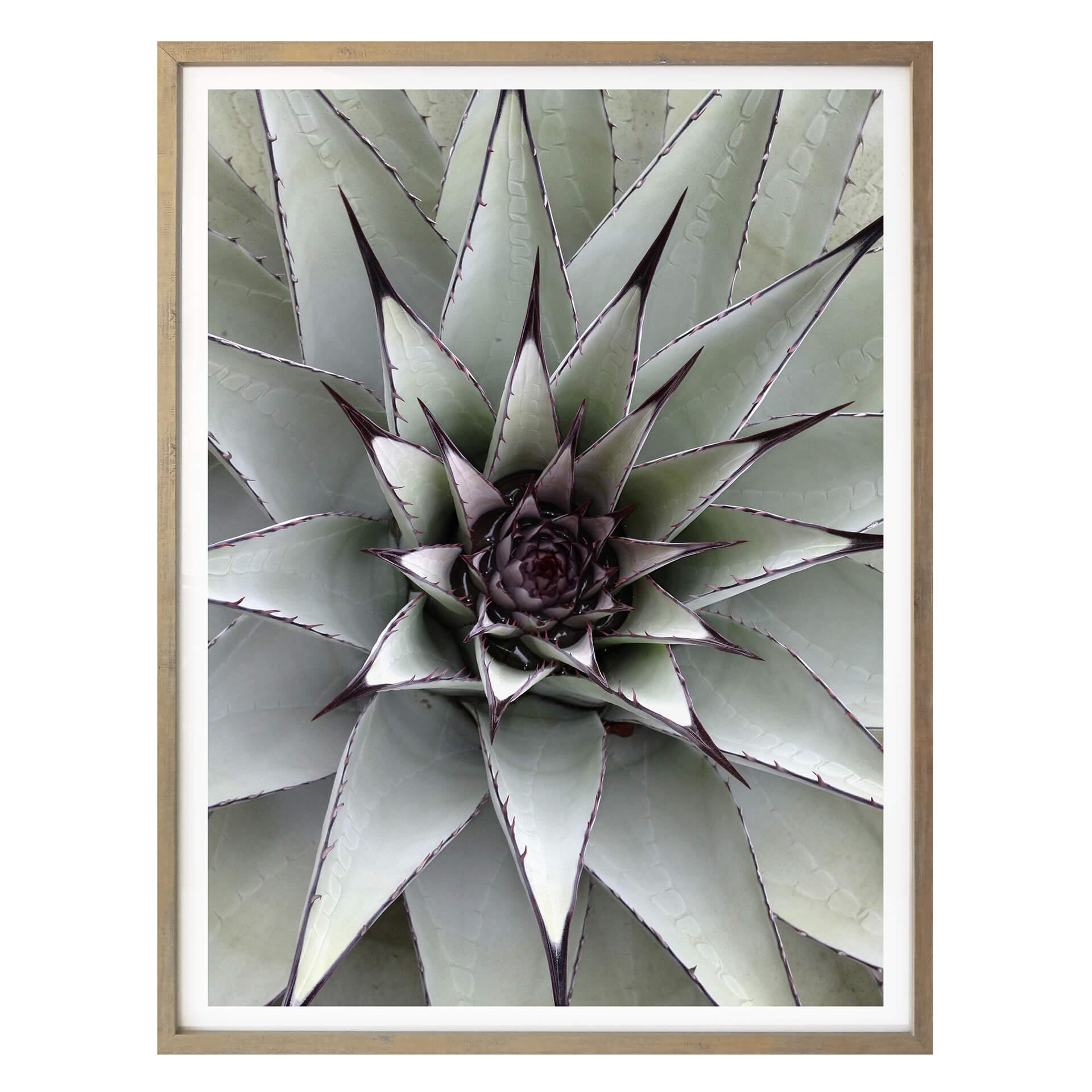 Affiche - Agave 01