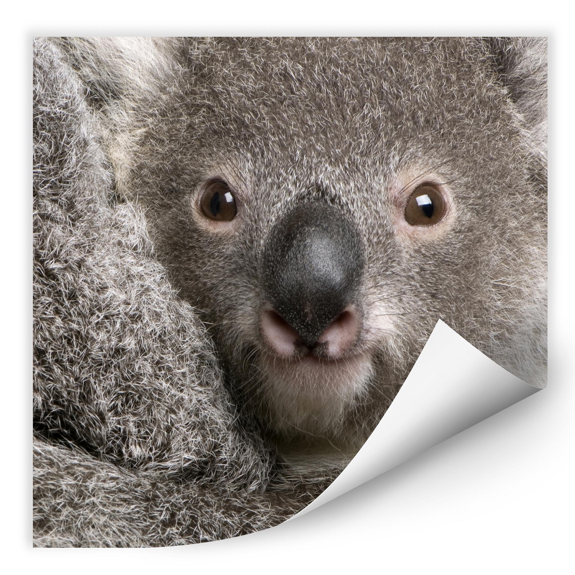 Zelfklevende Poster Cuddly Koala