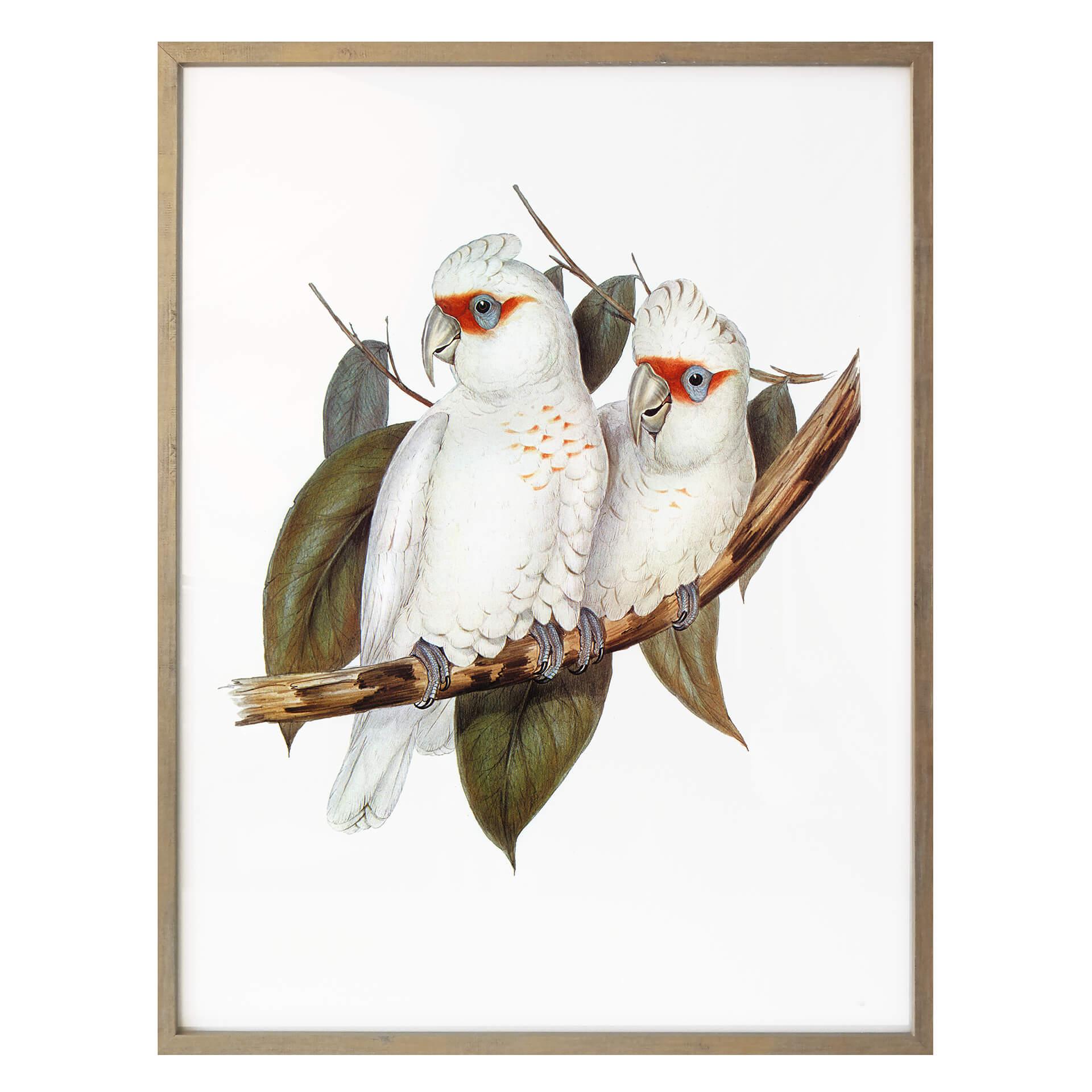 Póster de la cacatúa narigudo
