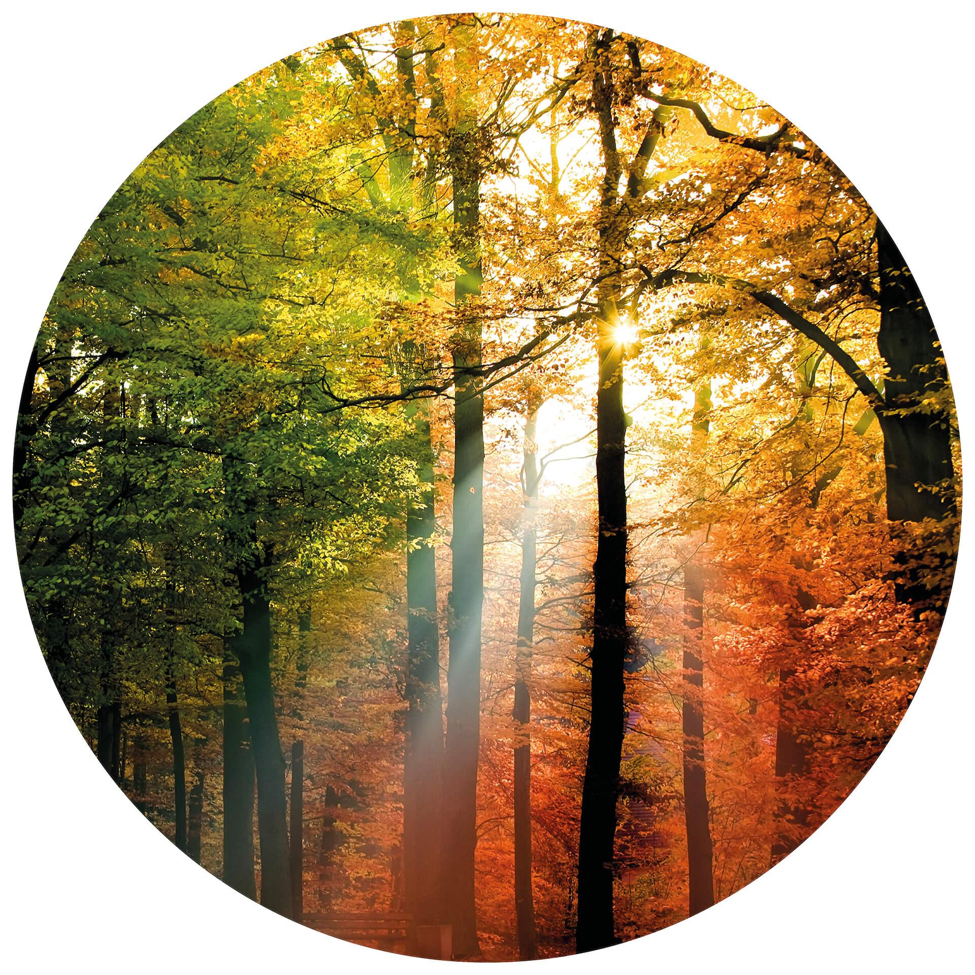 Behangcirkel Golden Forest - vliesbehang/zelfklevend vliesbehang