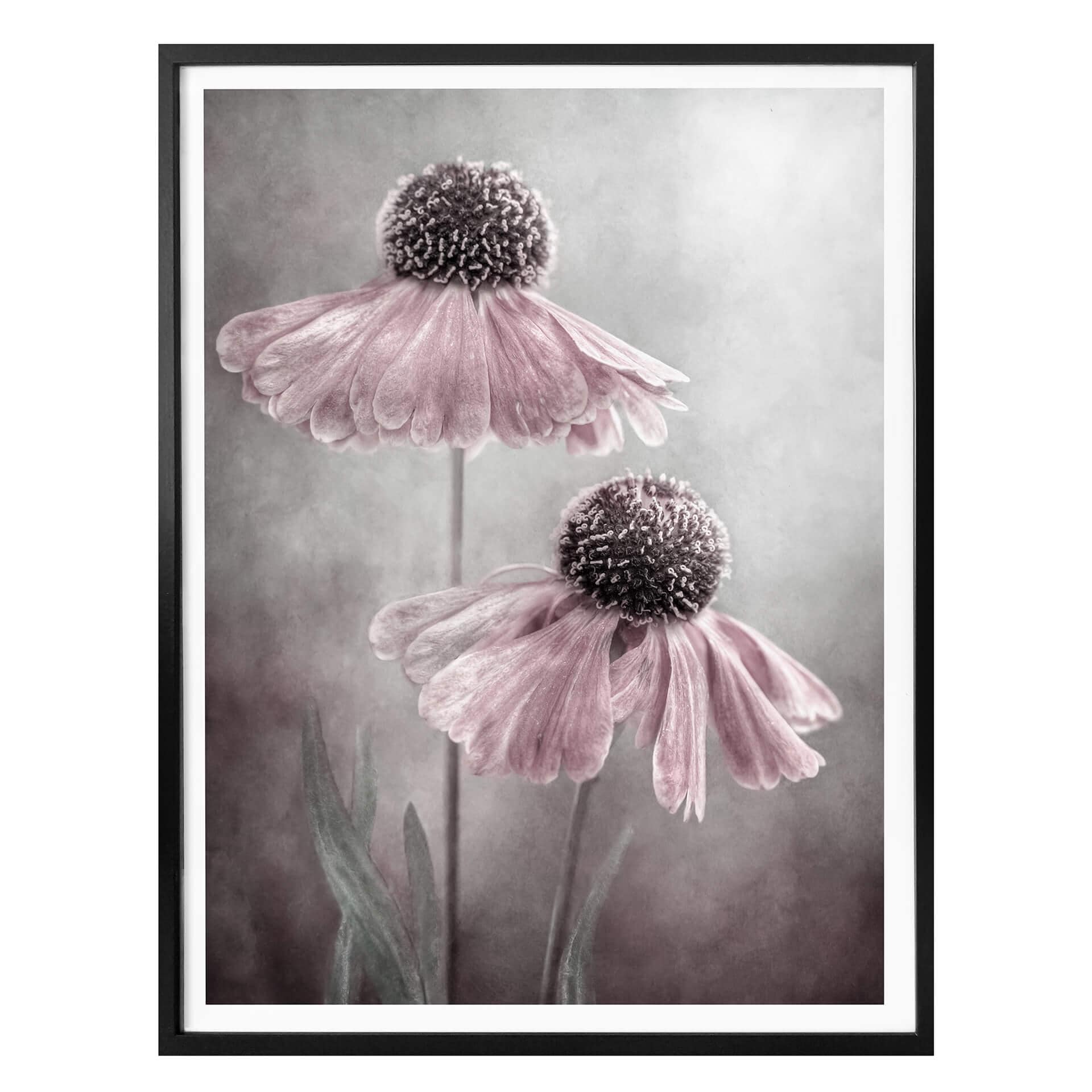 Poster Disher - Rosa duett