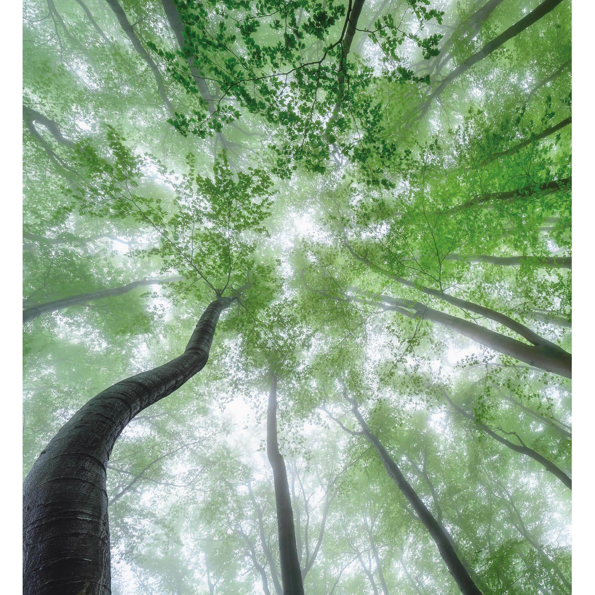 Fotobehang Pavlasek - Hoog in de Groene Bomen
