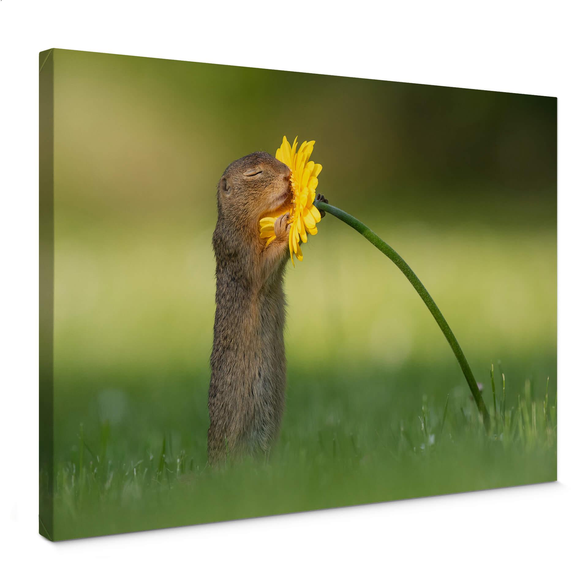 Canvasbillede - van Duijn - Egern dufter til blomst