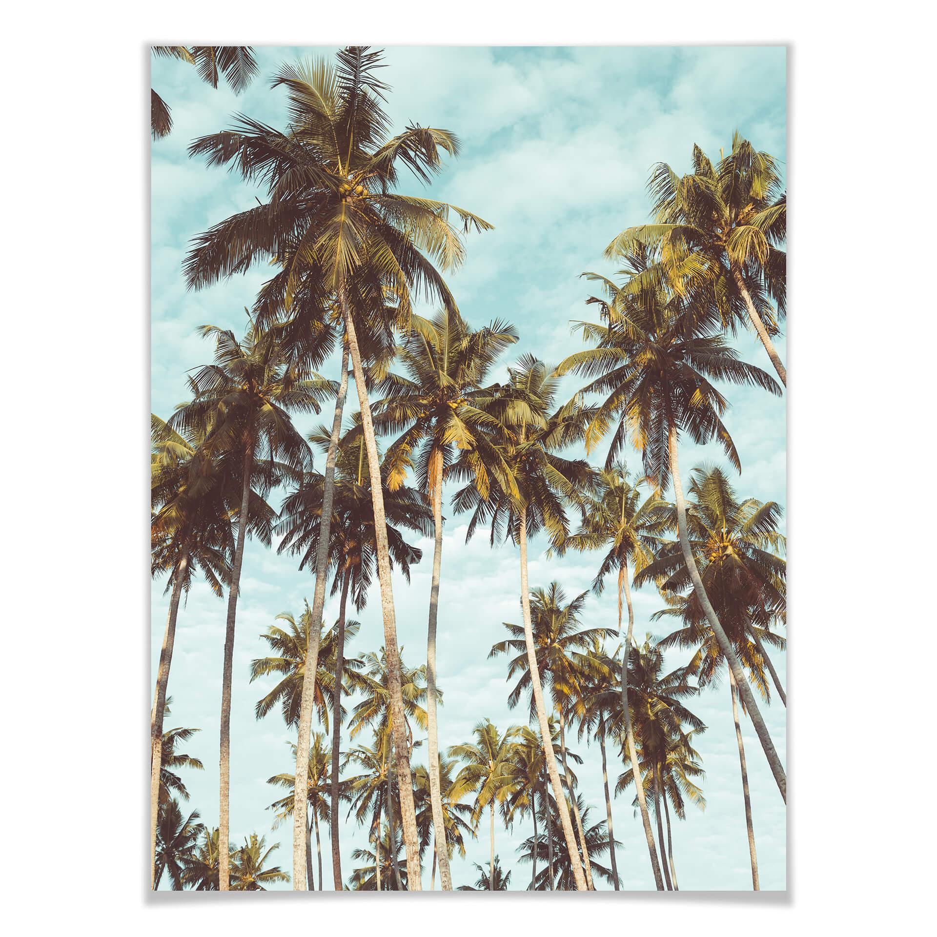 Póster - Palmeras 08