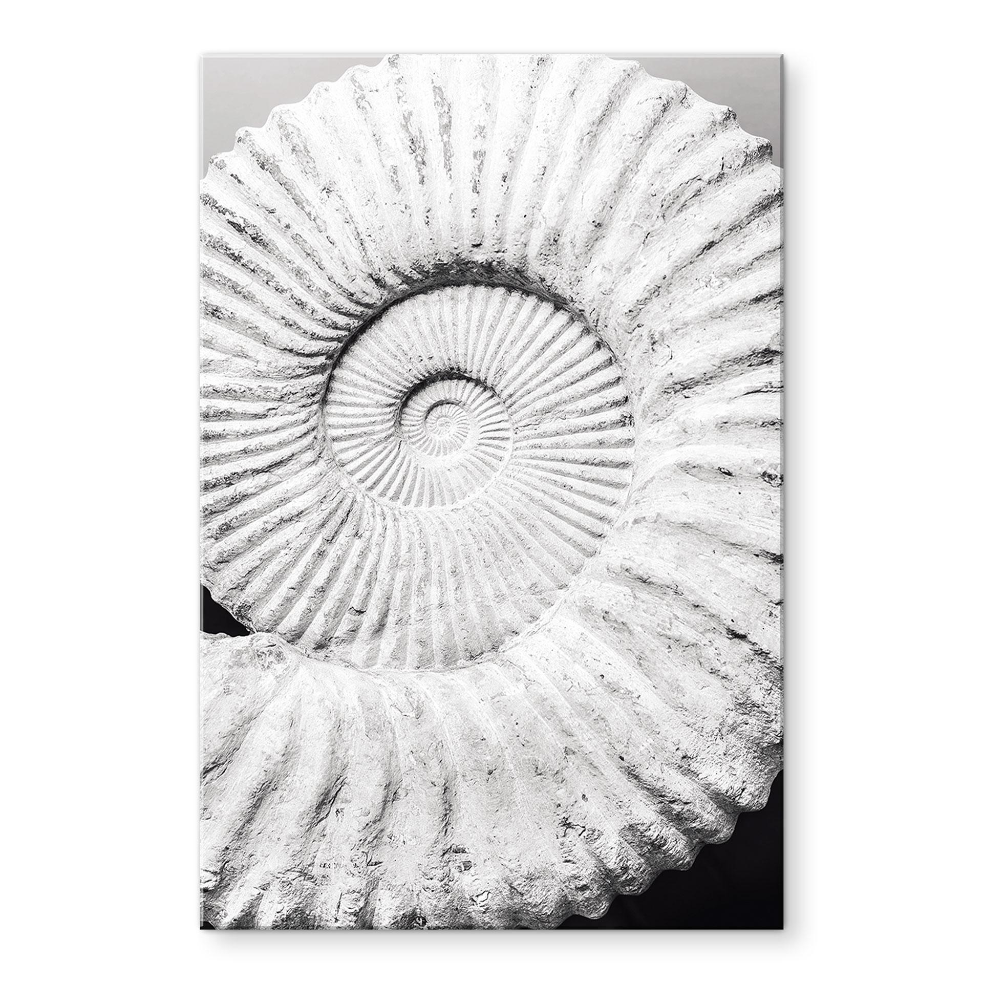 Akrylbillede Fossil muslingeskal - Shot-by-Clint