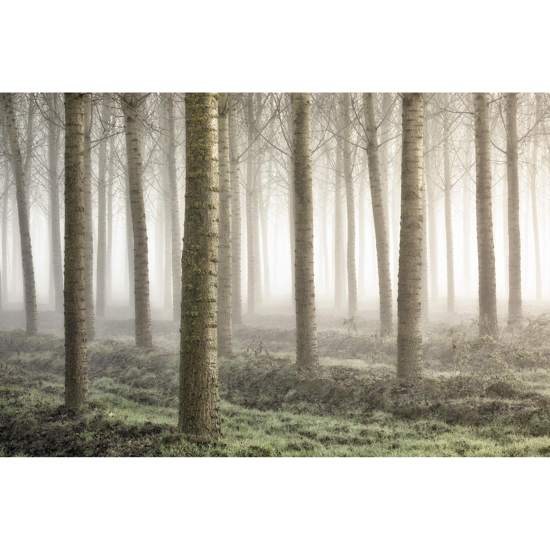 Fotobehang Carozzi - Sprookjesbos vol Bomen in de Ochtendnevel