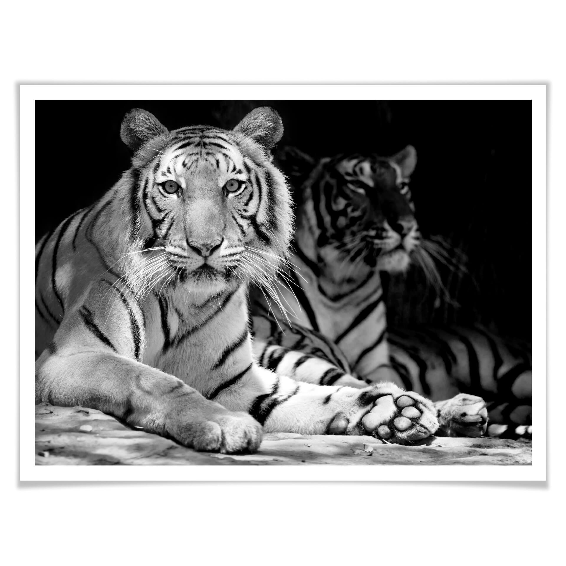Plakat - To kongetigre - sort/hvid