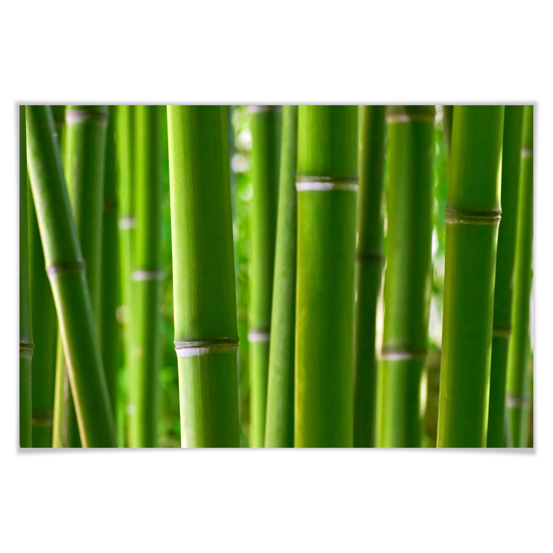 Poster - Forêt de bmabou