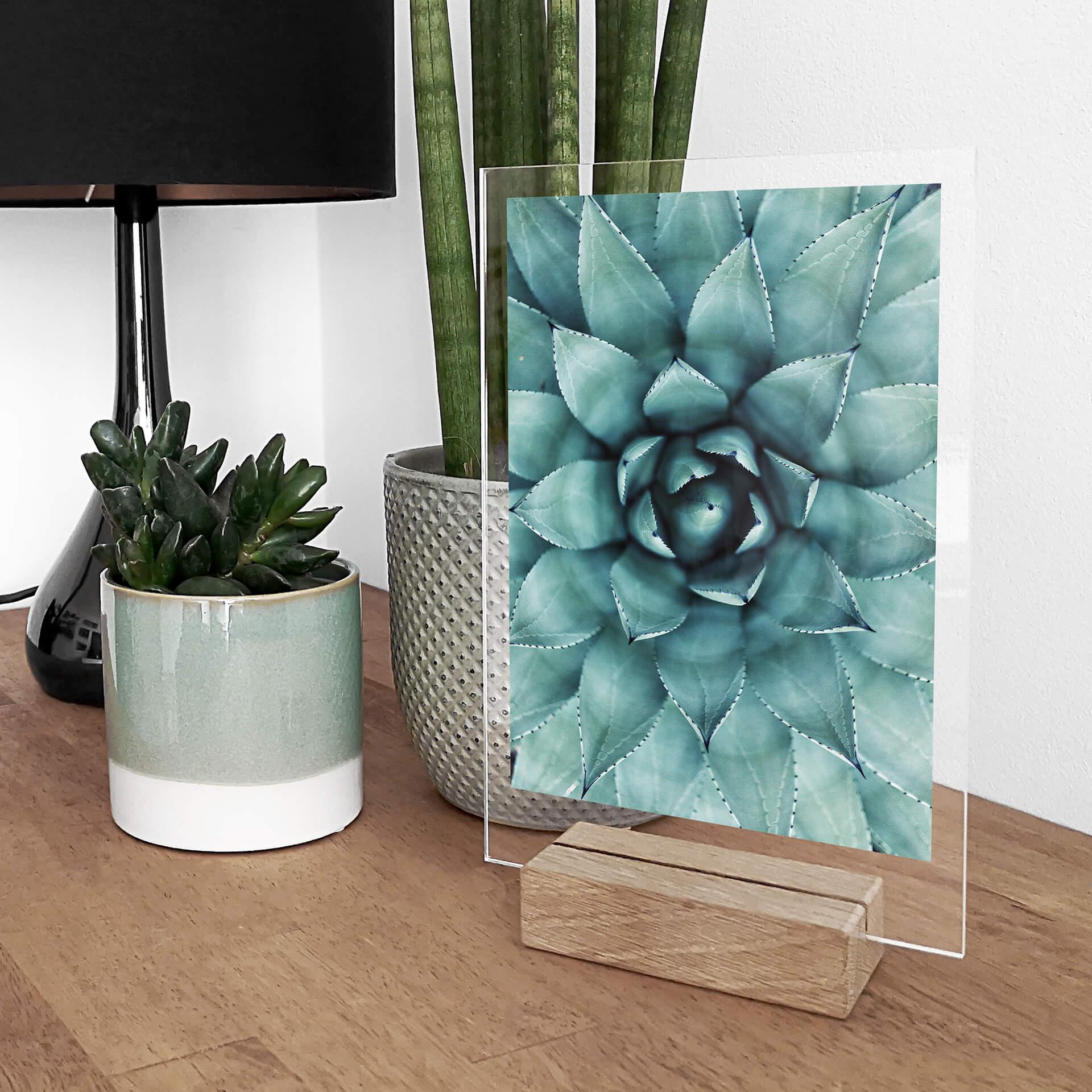 Acrylglas Tafeldecoratie Agave 02