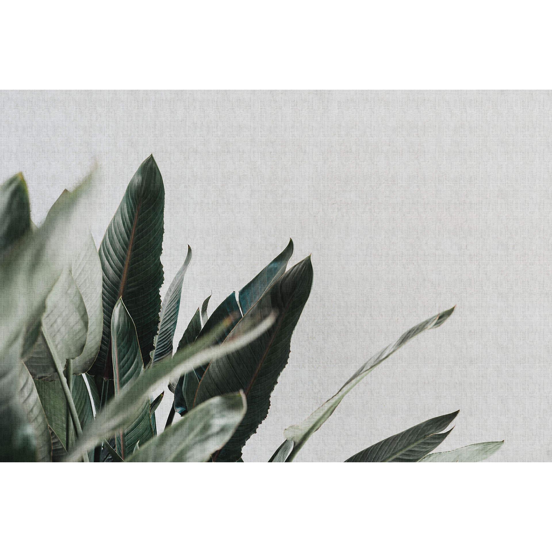 Livingwalls Fotobehang Walls by Patel 2 urban jungle 1