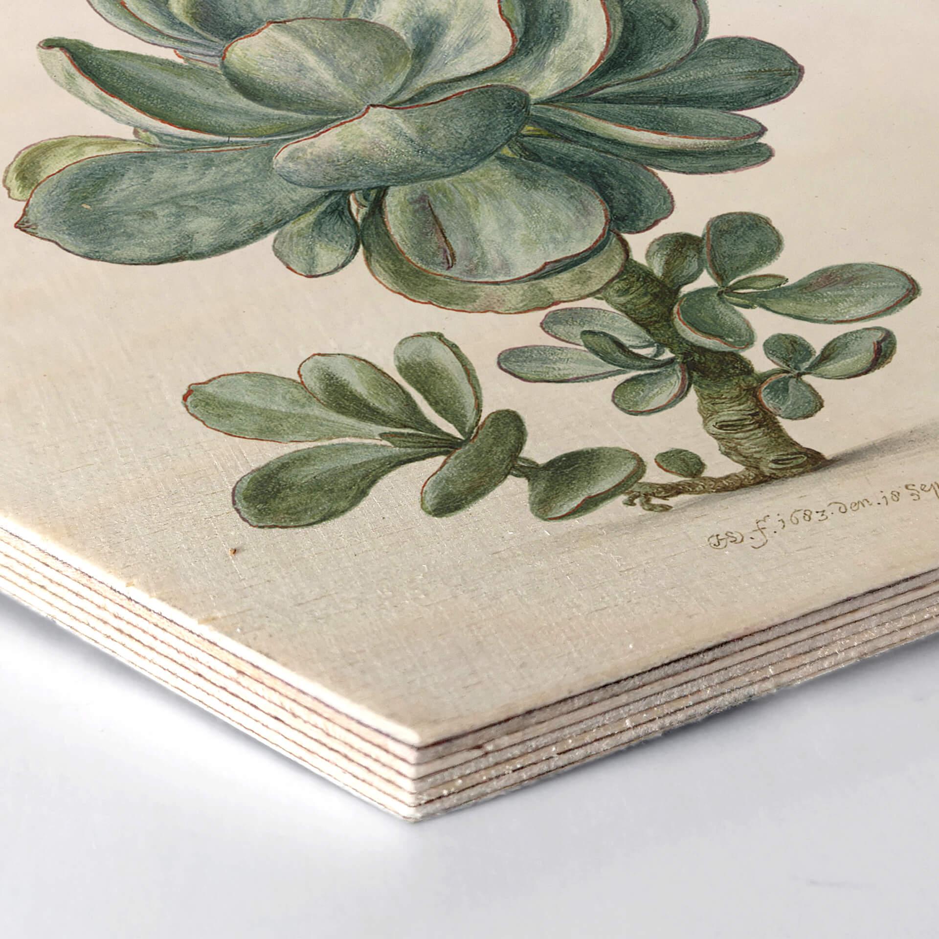 Hexagon Hout Saftleven - Vetplant