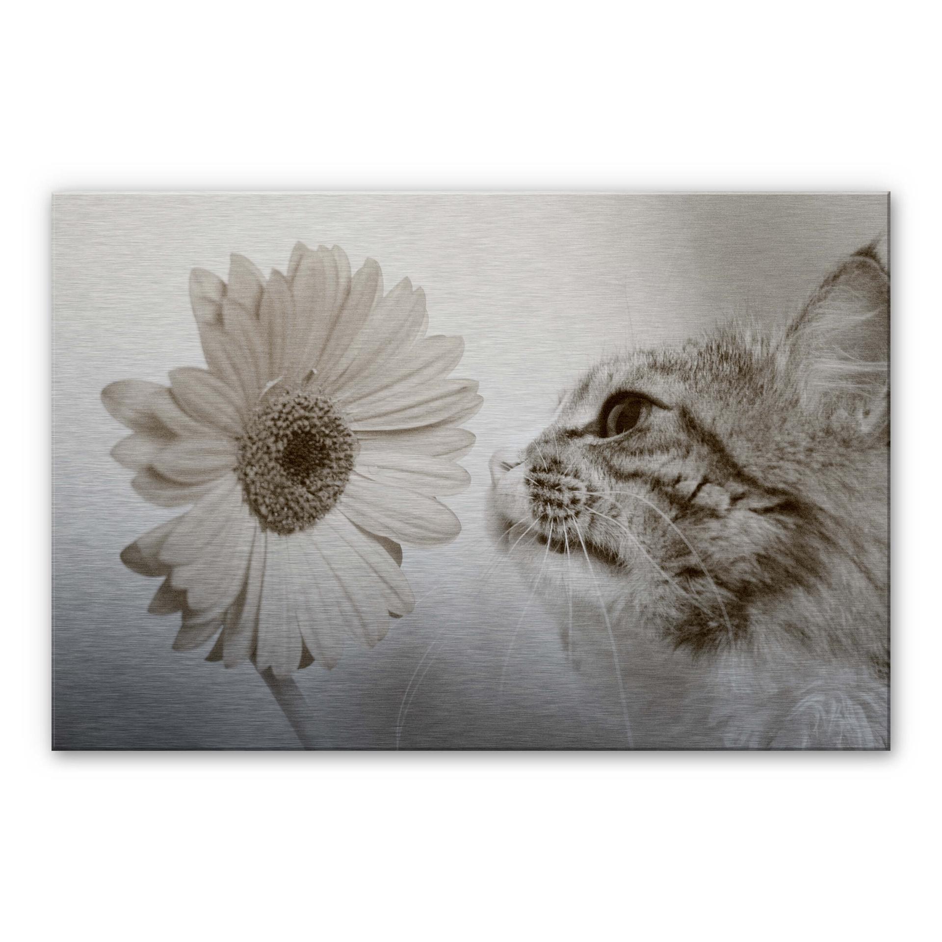 Tableau en alu-Dibond Chat curieux
