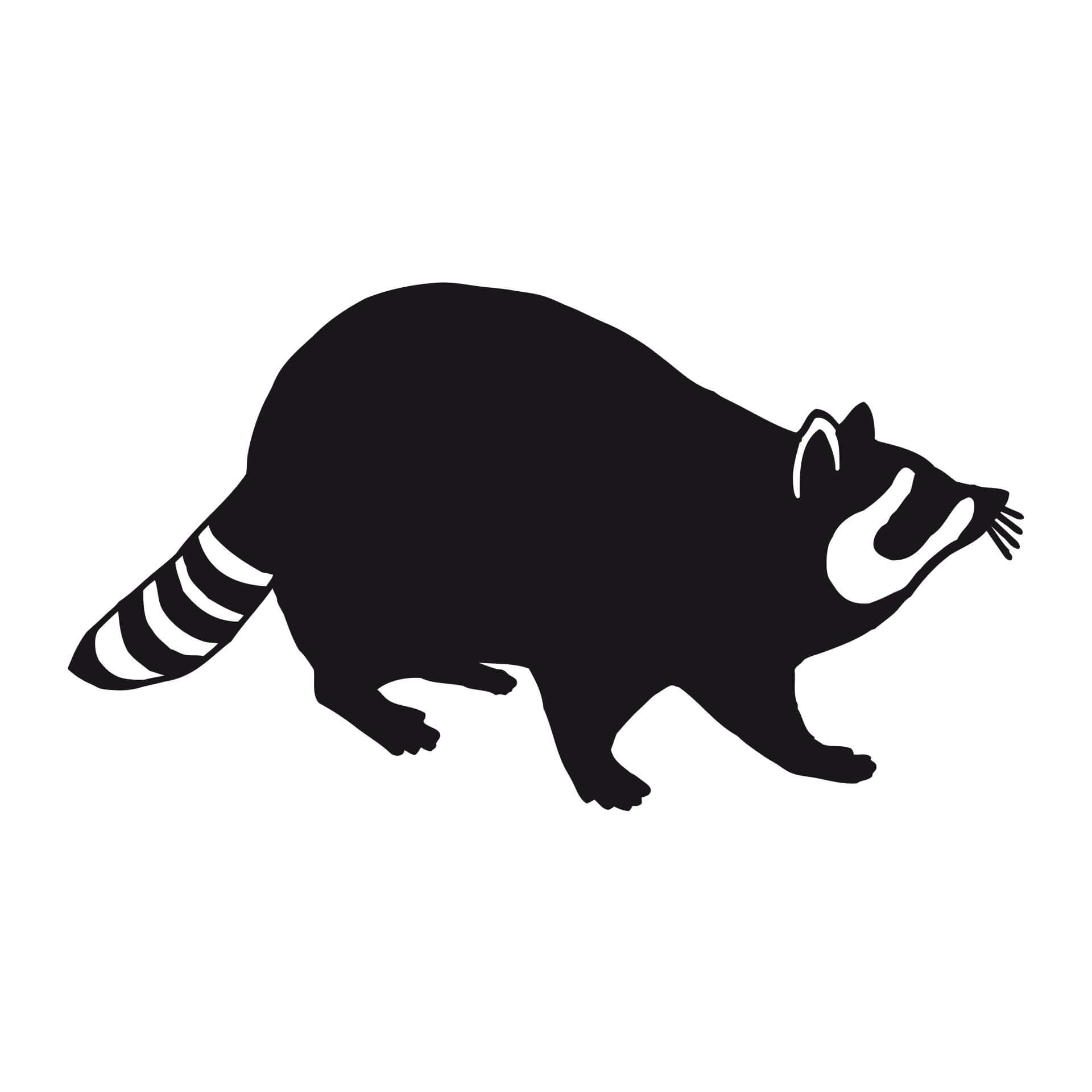 Wandtattoo Waschbär 01
