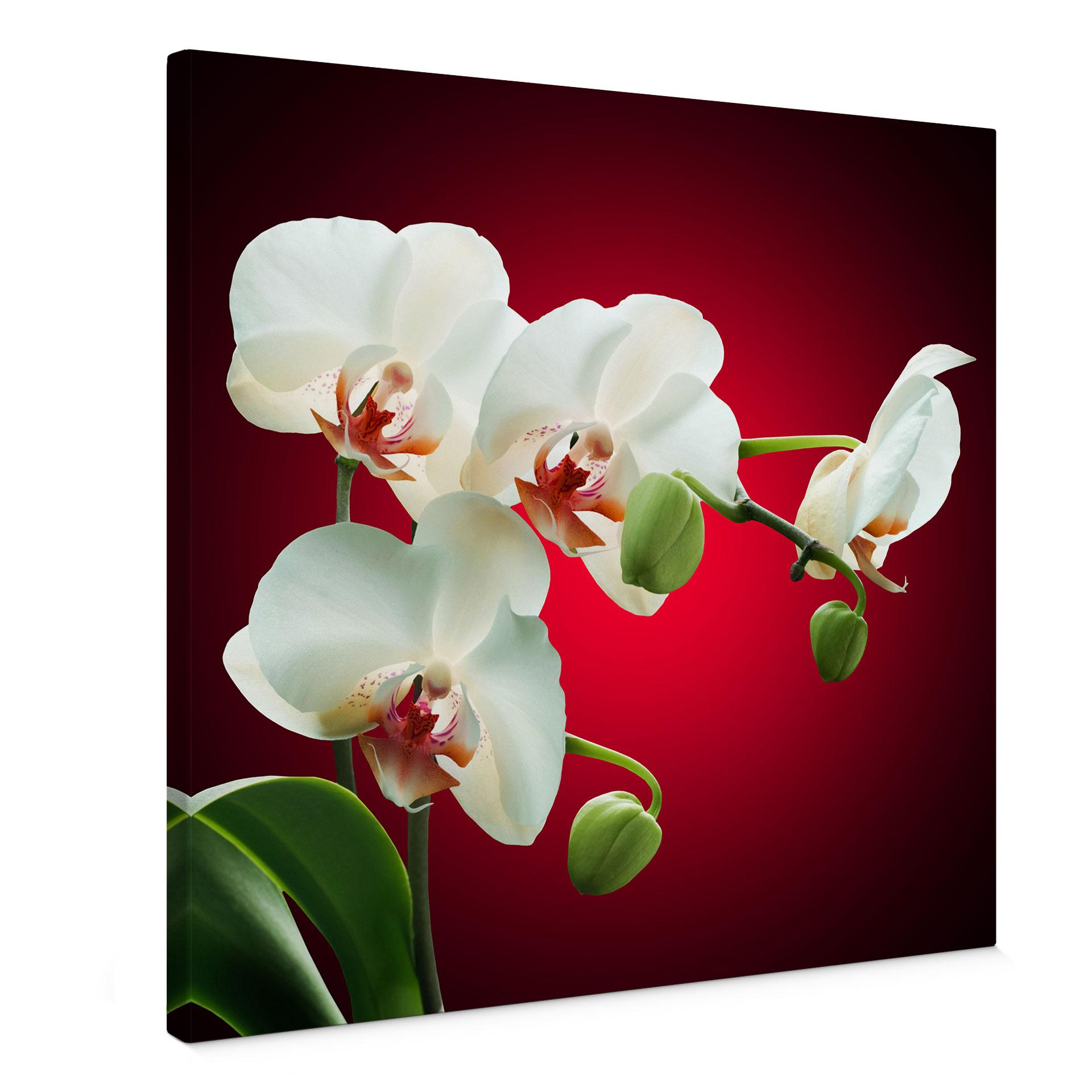 Tableau sur toile - Beauté florale d'une orchidée - Format carré